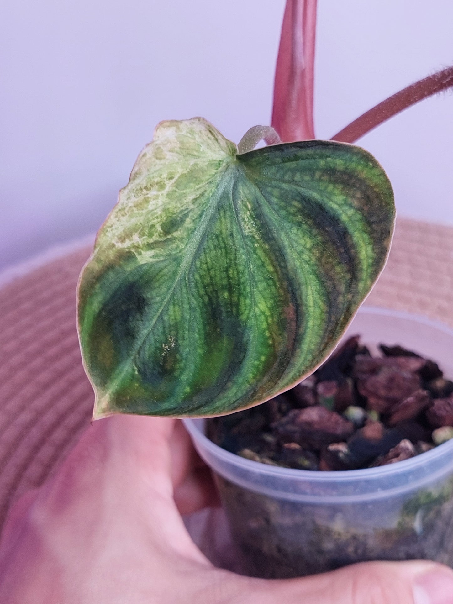 Philodendron Verrucosum Variegated 2