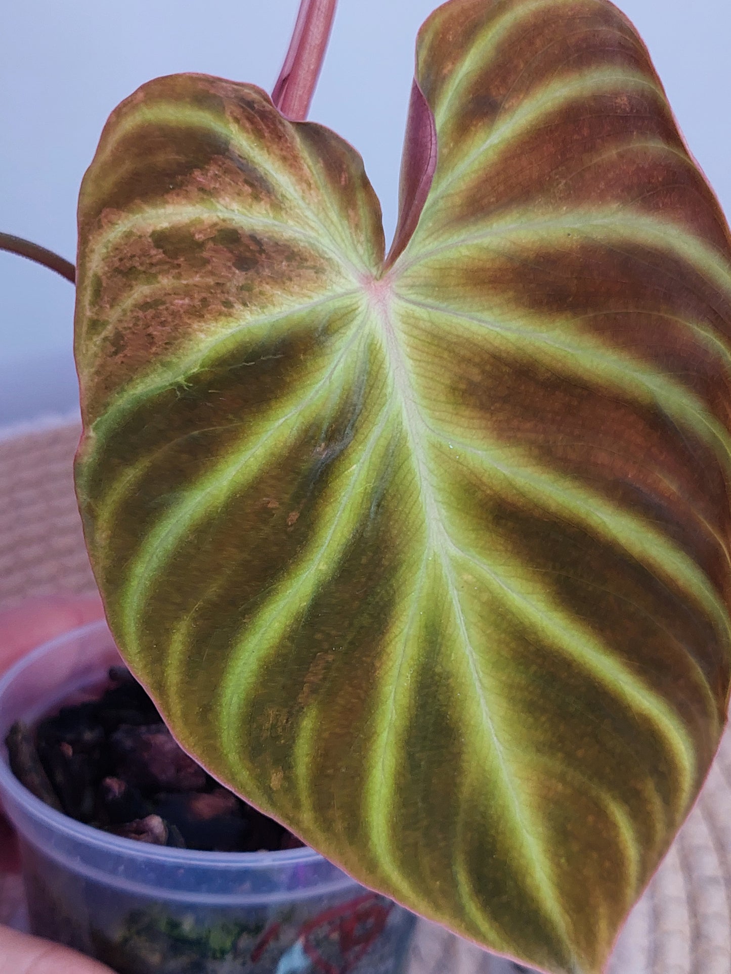 Philodendron Verrucosum Variegated 2