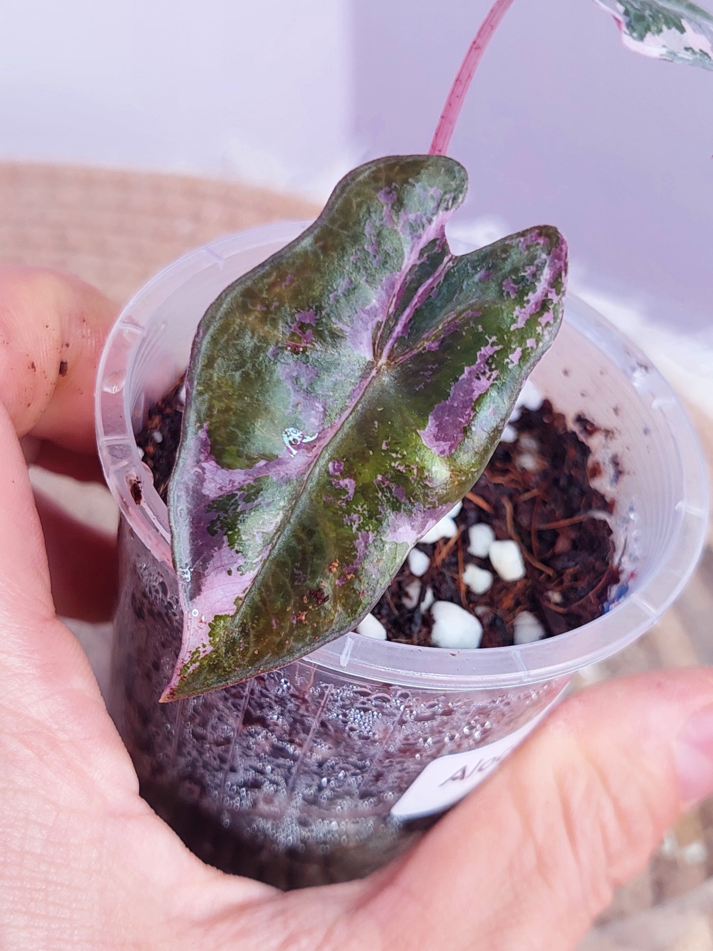 Alocasia Nobilis Pink Variegated 1