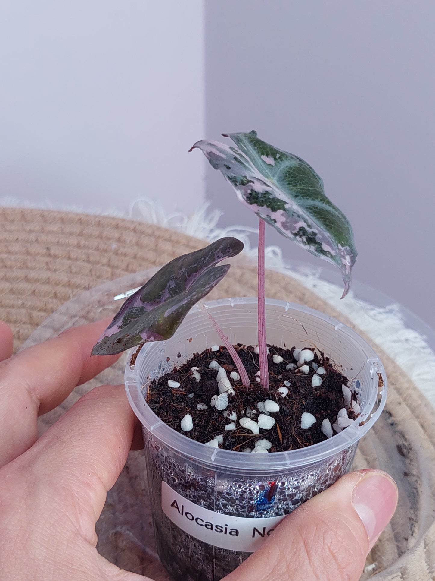 Alocasia Nobilis Pink Variegated 1