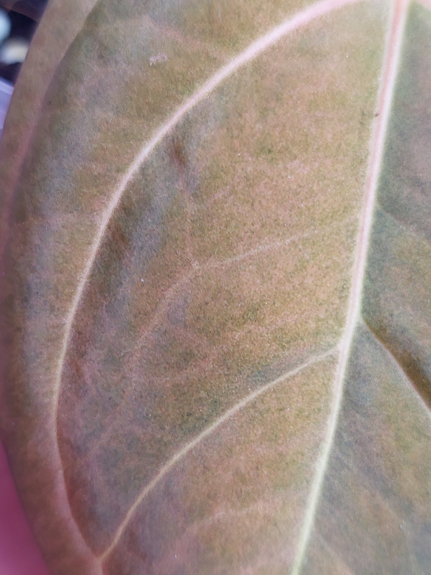 Anthurium Papillilaminum Mint 1