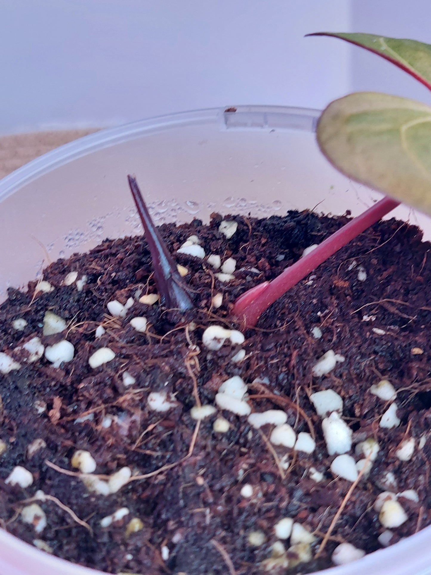 Anthurium Papillilaminum Mint 1