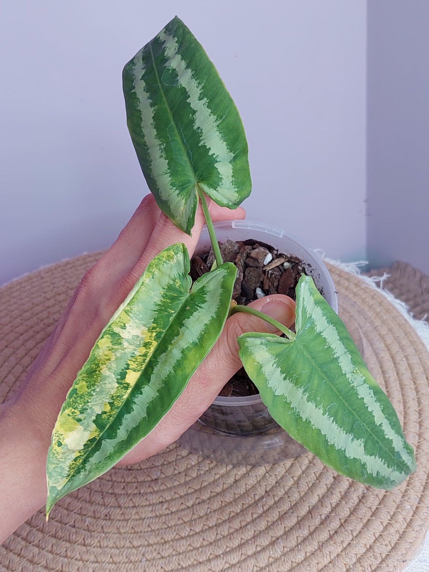 Schismatoglottis Wallichii Variegated - 1