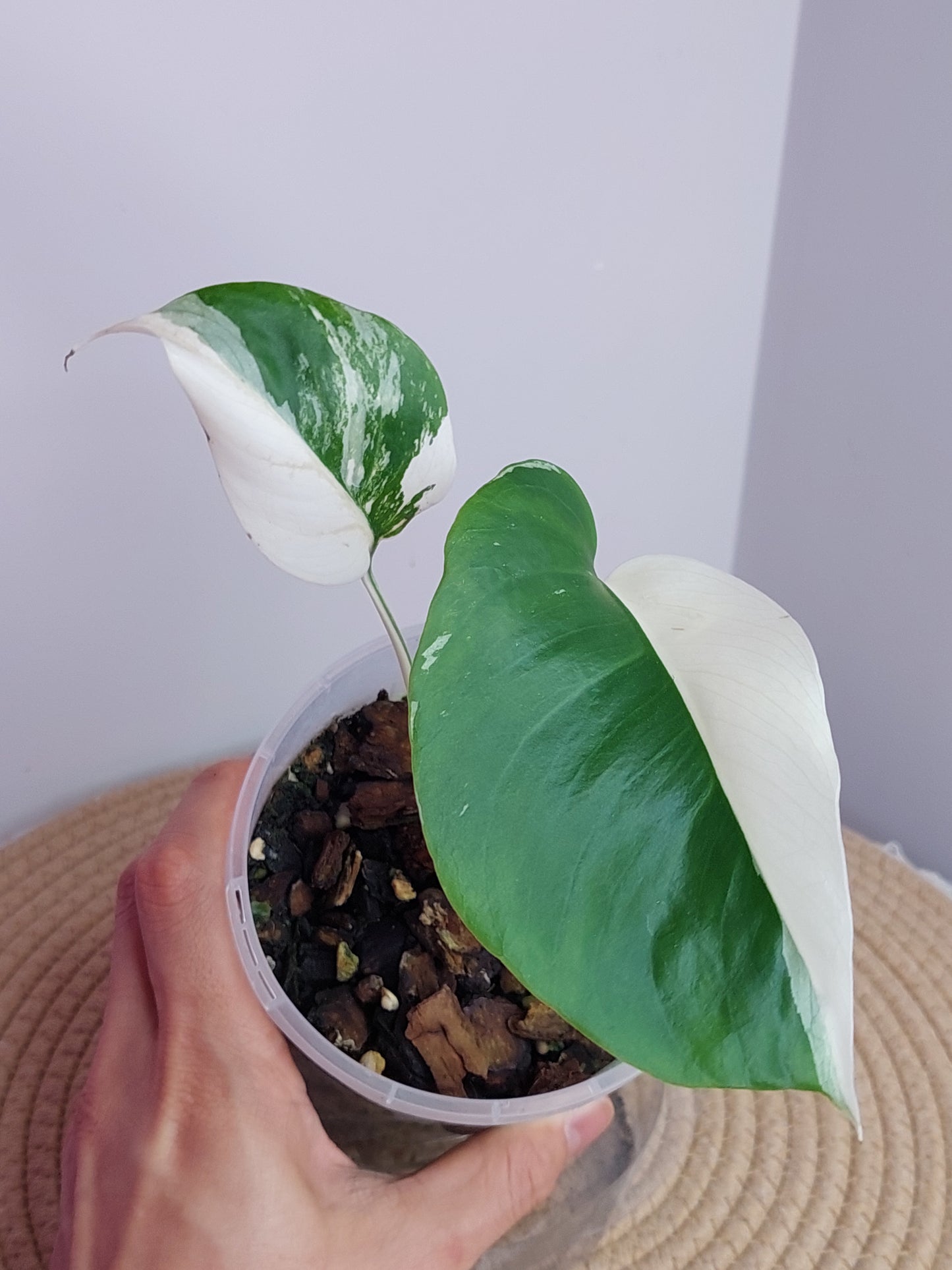 Monstera Borsigiana Albo Variegated A