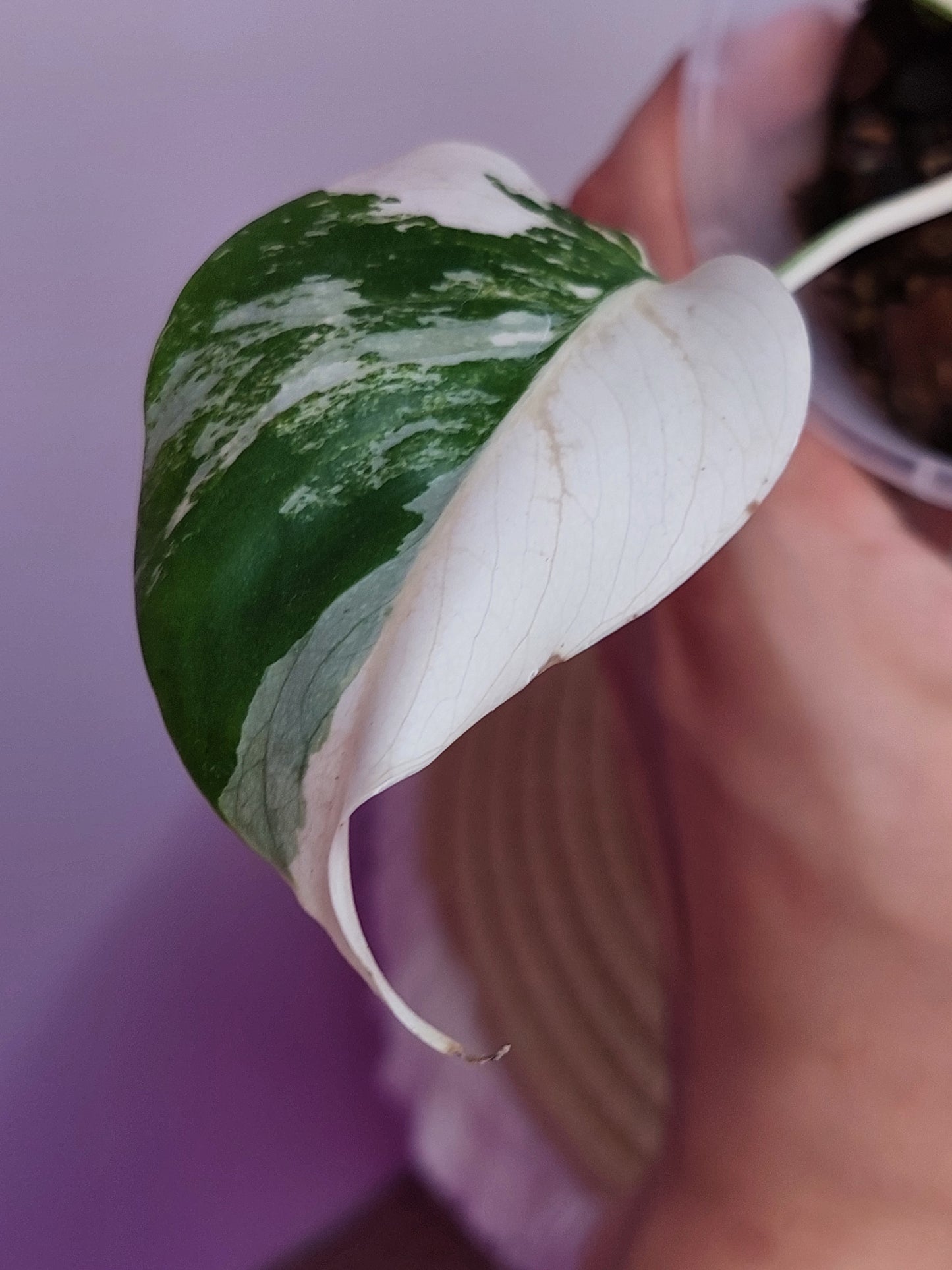 Monstera Borsigiana Albo Variegated A
