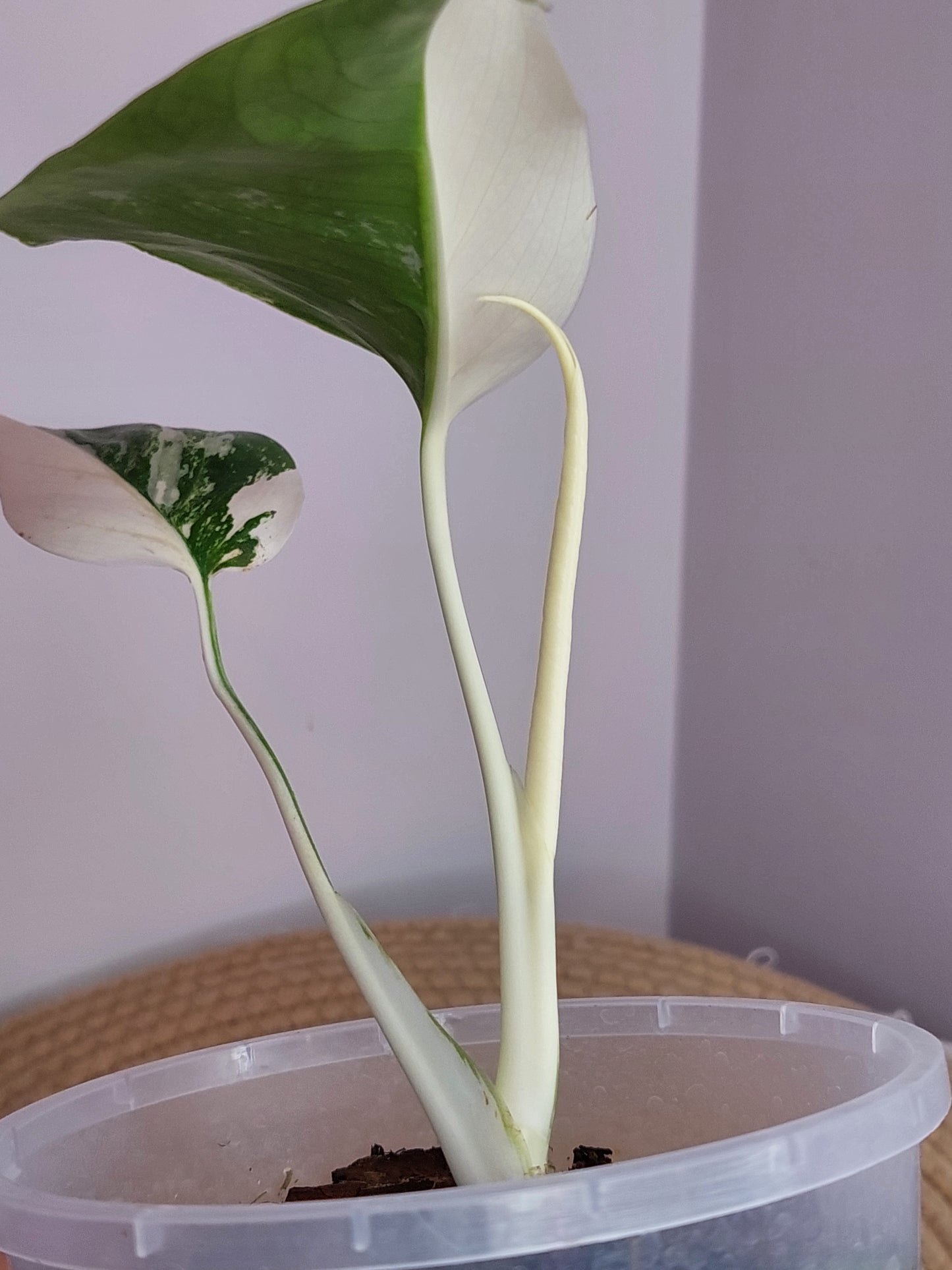 Monstera Borsigiana Albo Variegated A