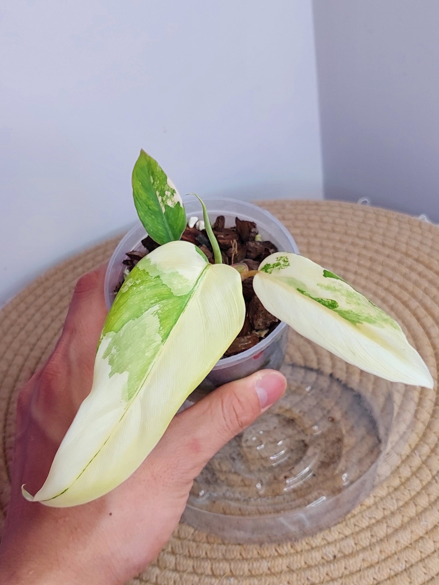 Philodendron Mango Shake Variegated A