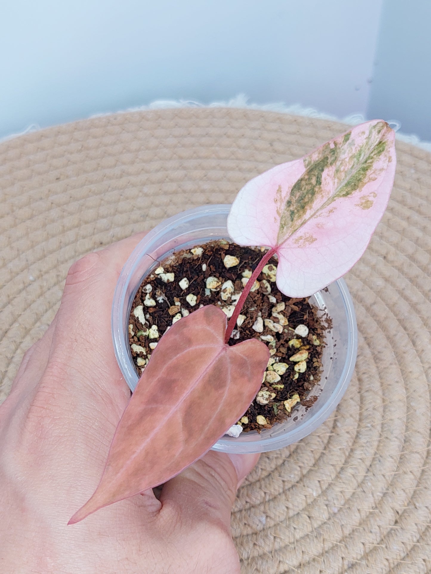 Anthurium Kallos Variegated(Var Papi x Papi) #A