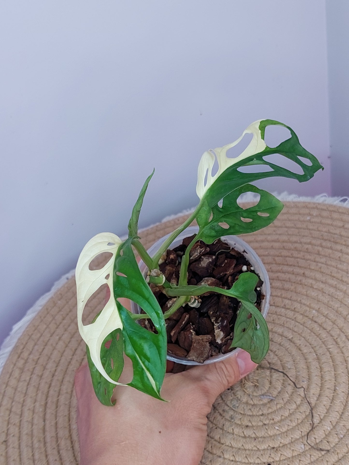 Monstera Monkey Mask(Adansonii) Variegated #A