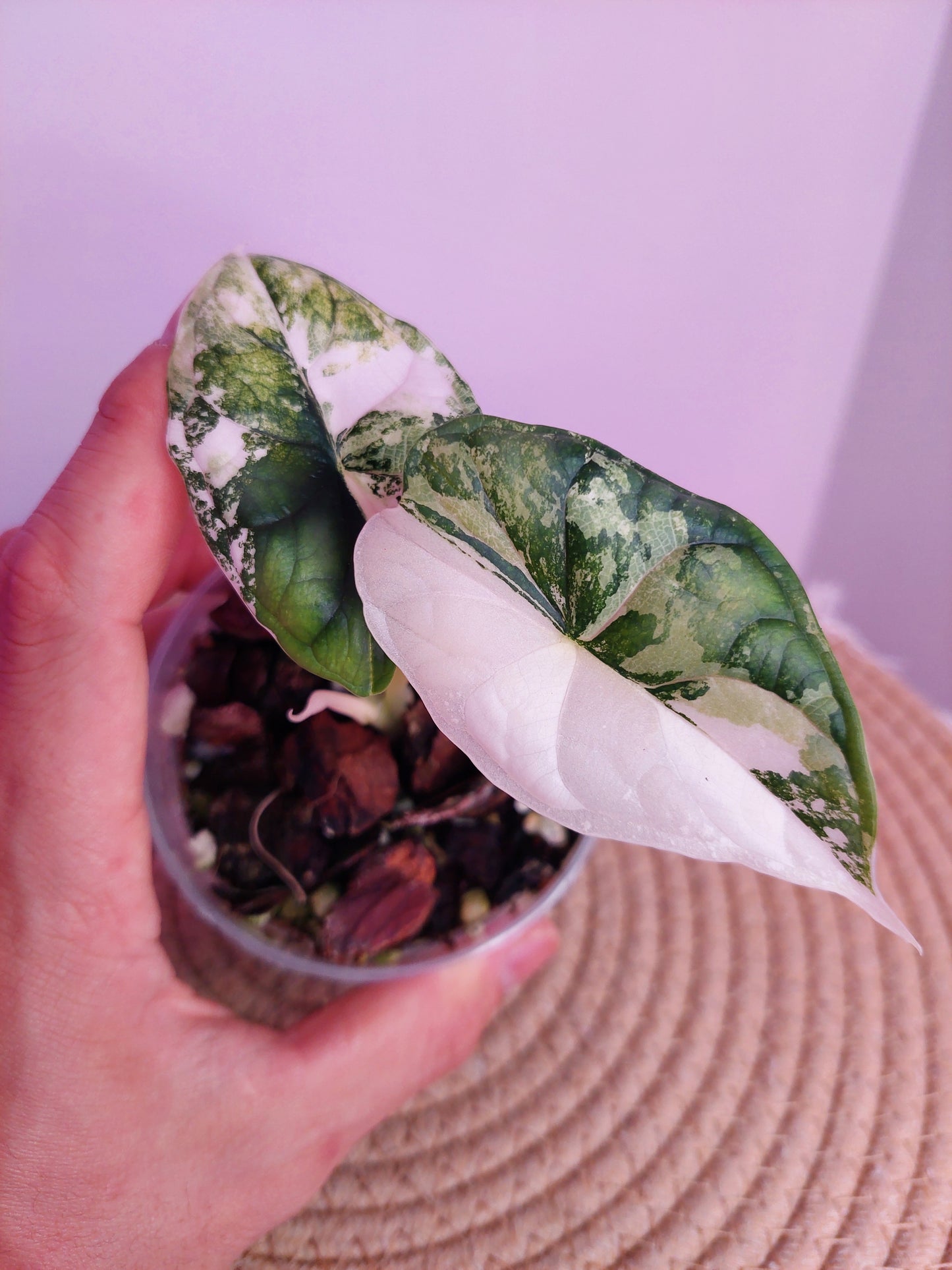 Alocasia Dragon Scale Albo 1