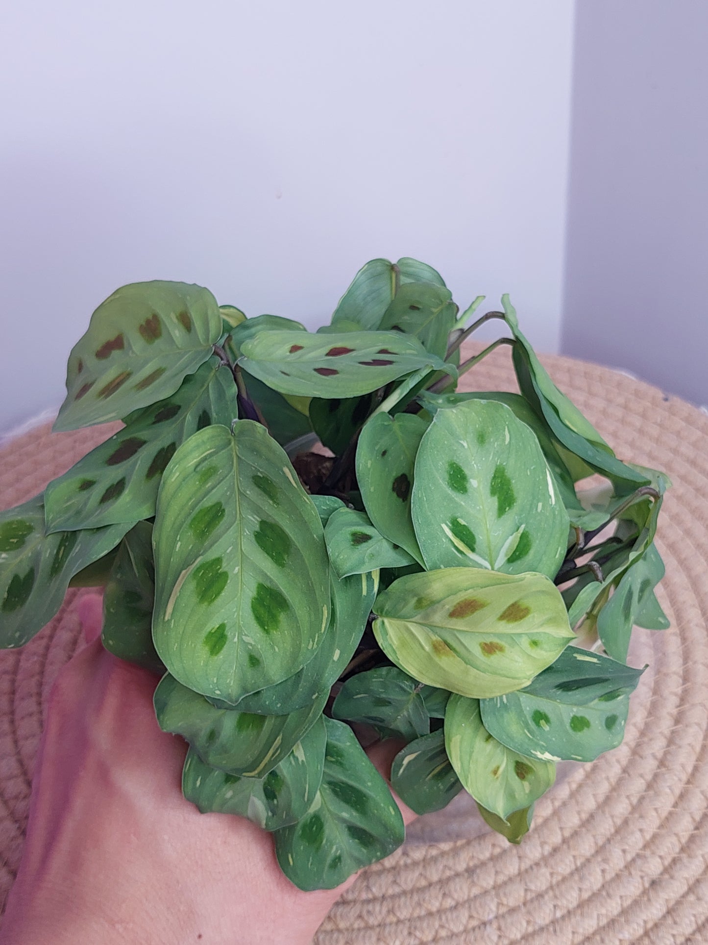Prayer Plant(Maranta) Variegated 1