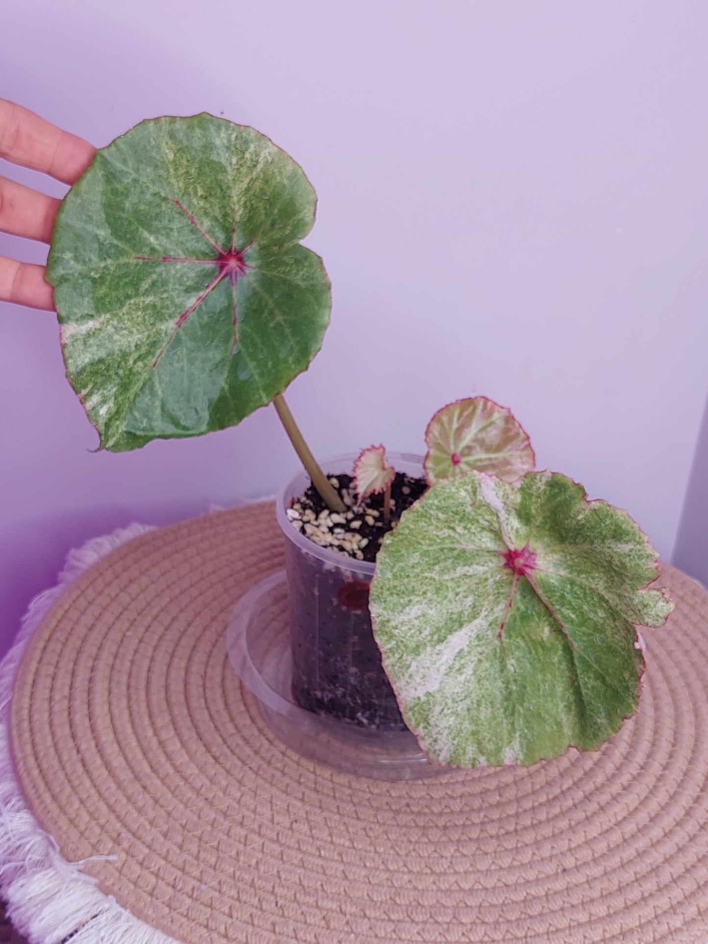 Begonia Rouge Variegated 1