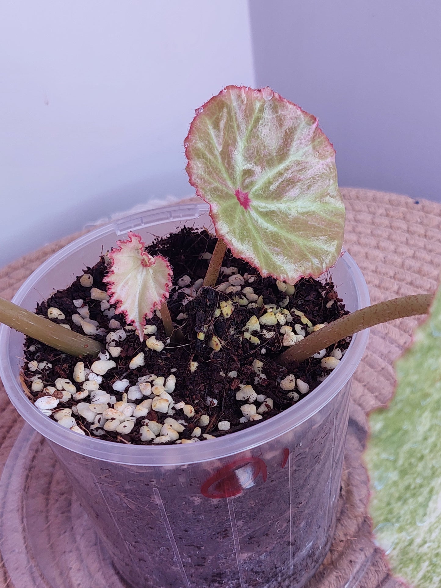 Begonia Rouge Variegated 1