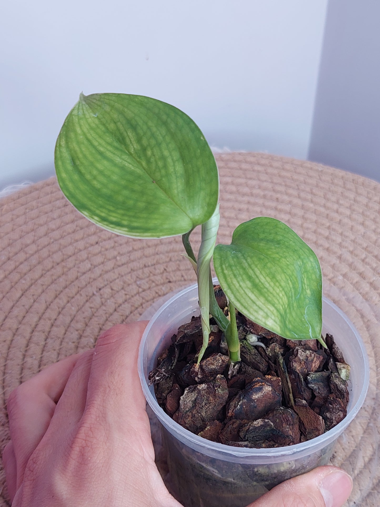 Scindapsus White Monster 1