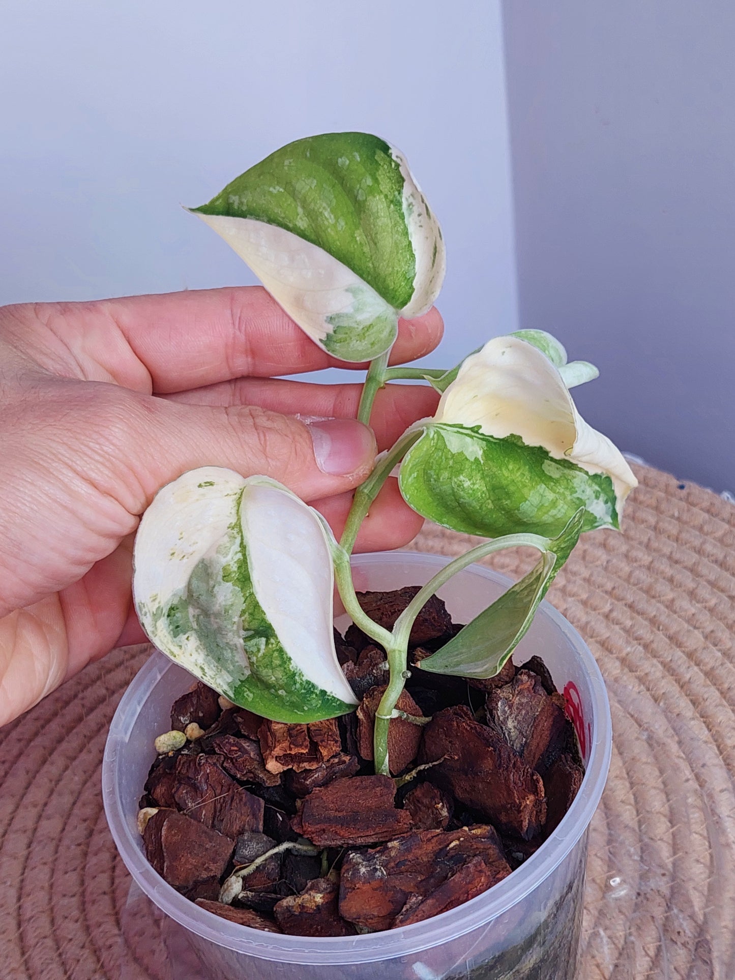 Scindapsus Mangurai Variegated 1