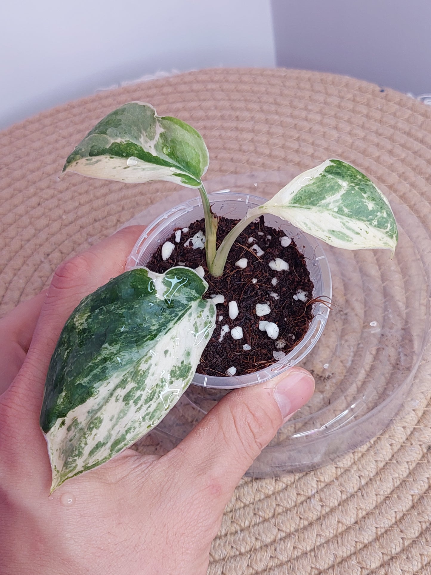 Scindapsus Silver Splash Variegated 1