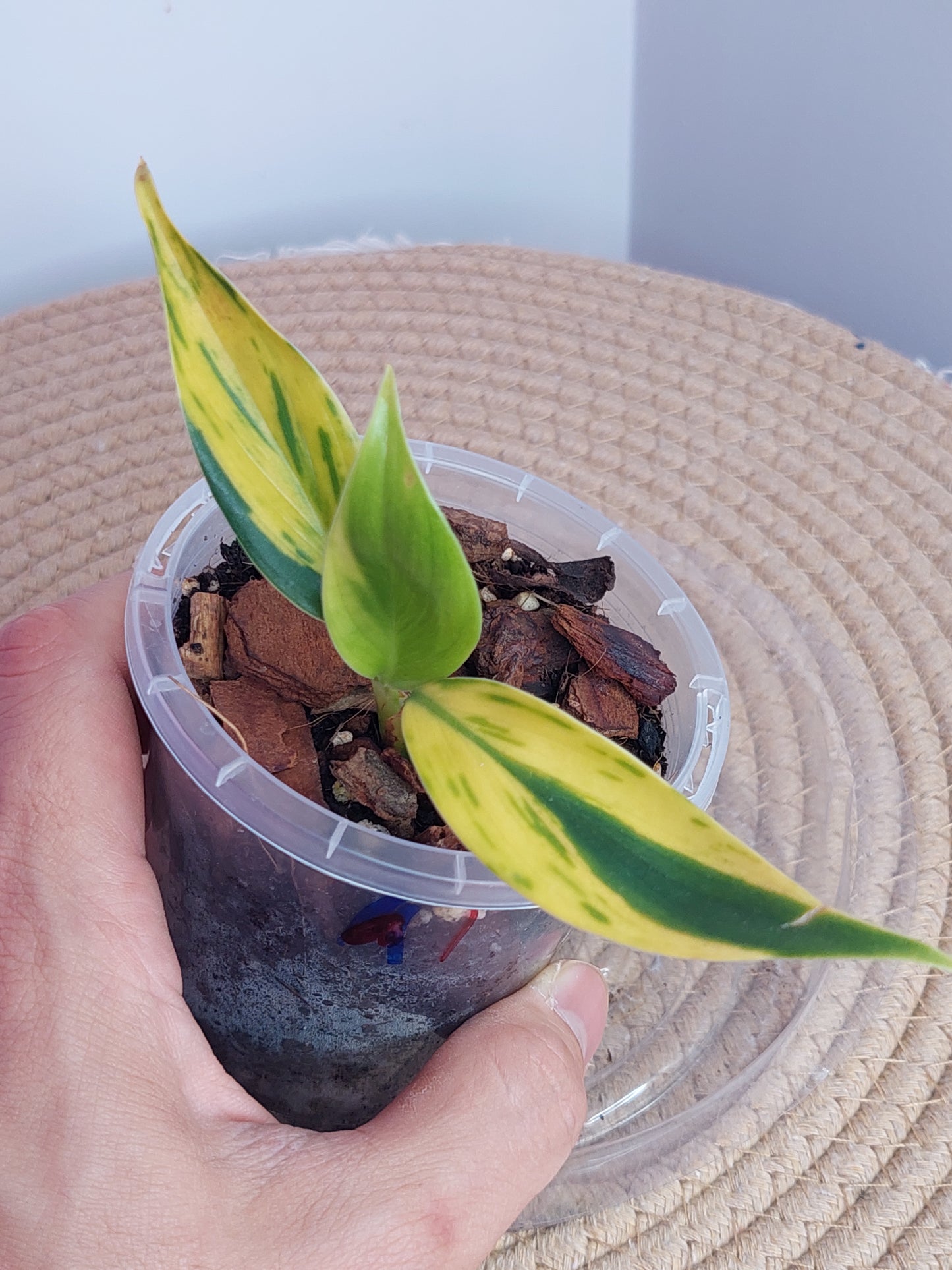 Scindapsus Coriaceus Aurea 1