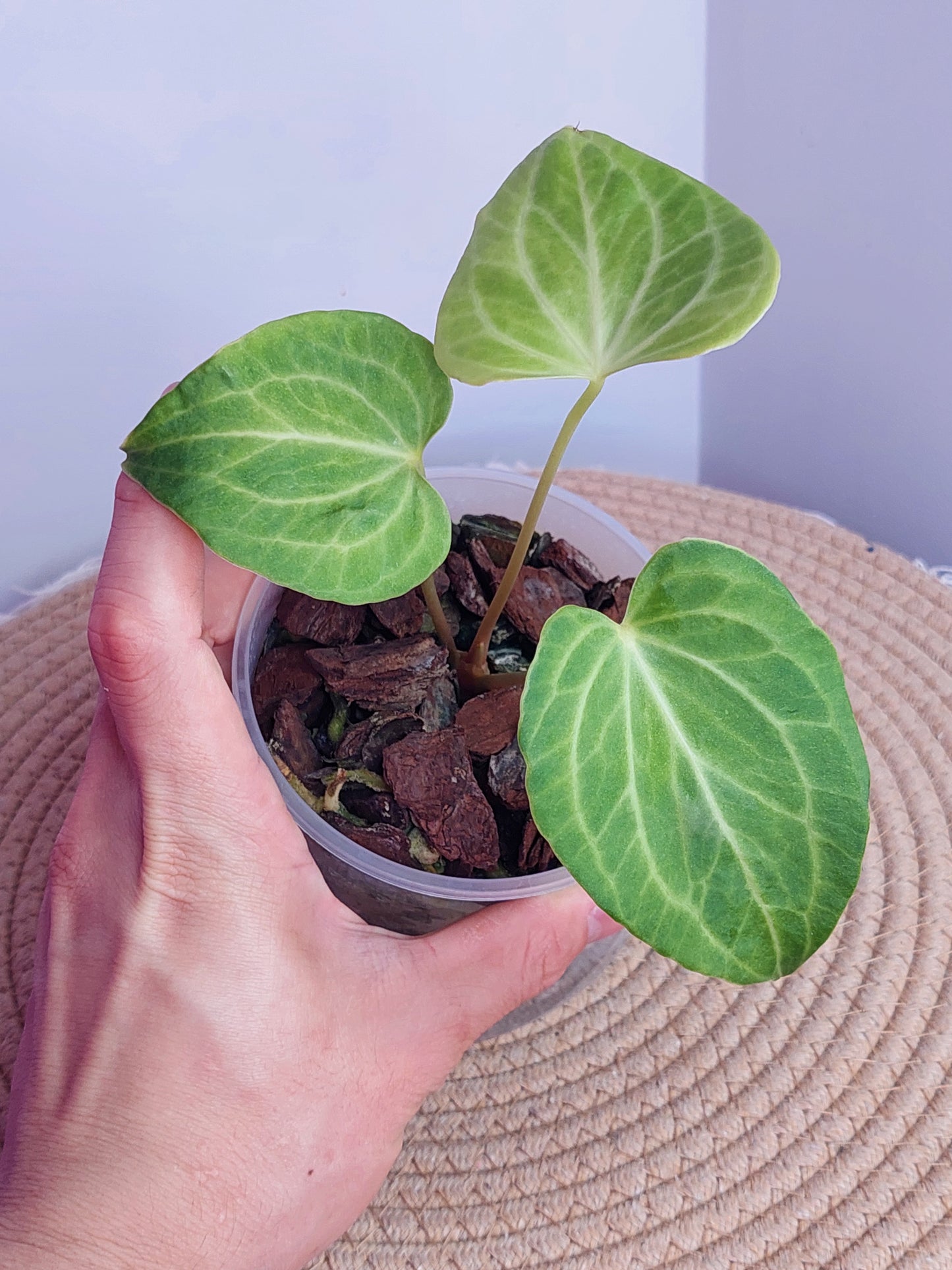 Anthurium Delta Force 1