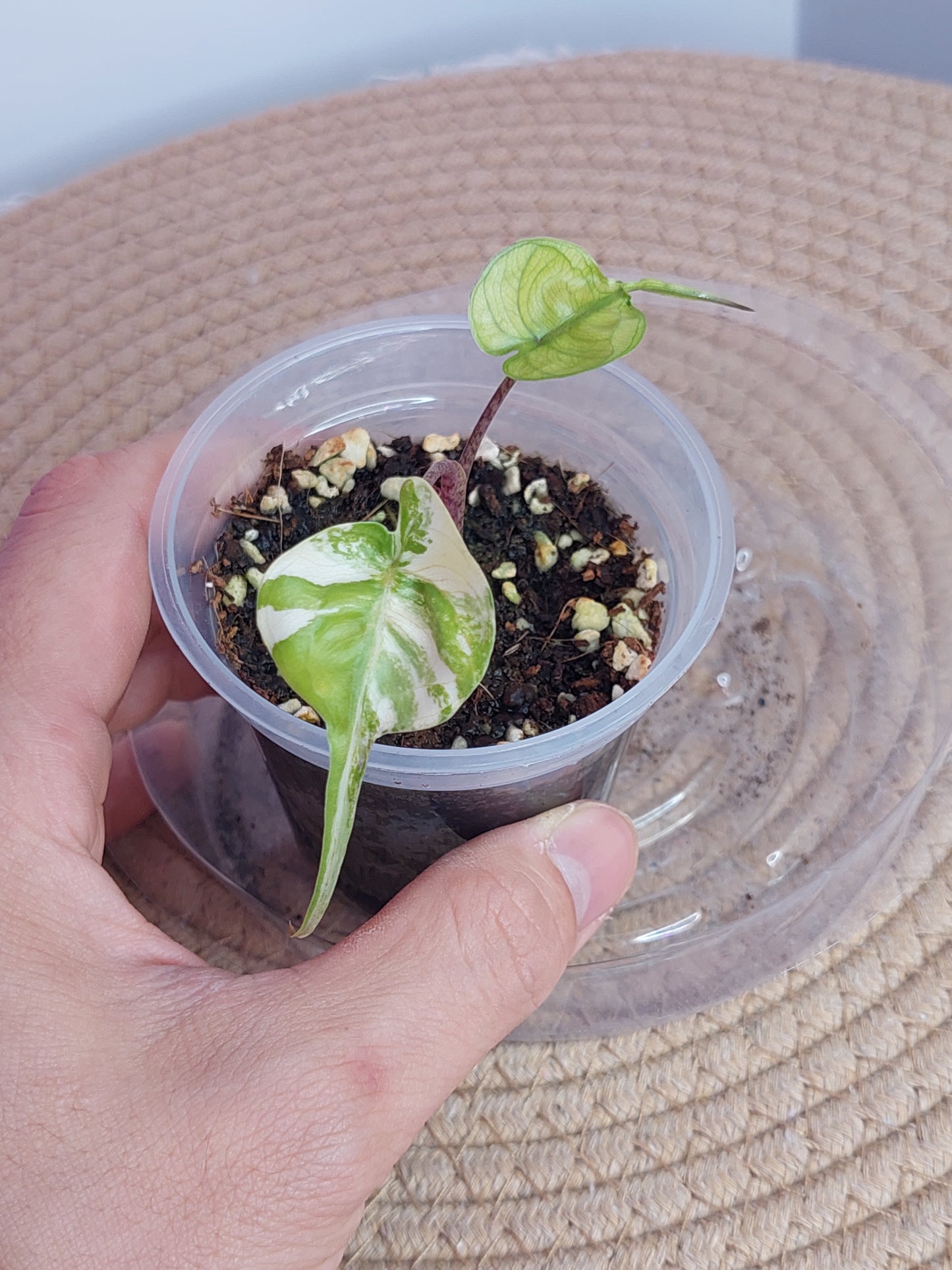 Alocasia Stingray Variegated 1