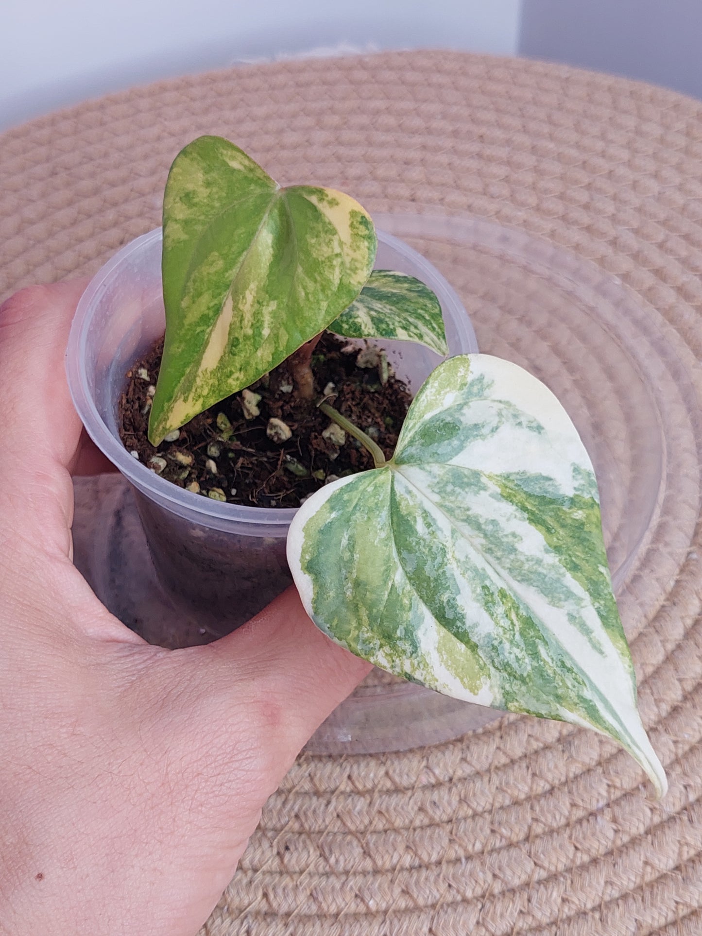 Anthurium Pterodactyl Variegated 1