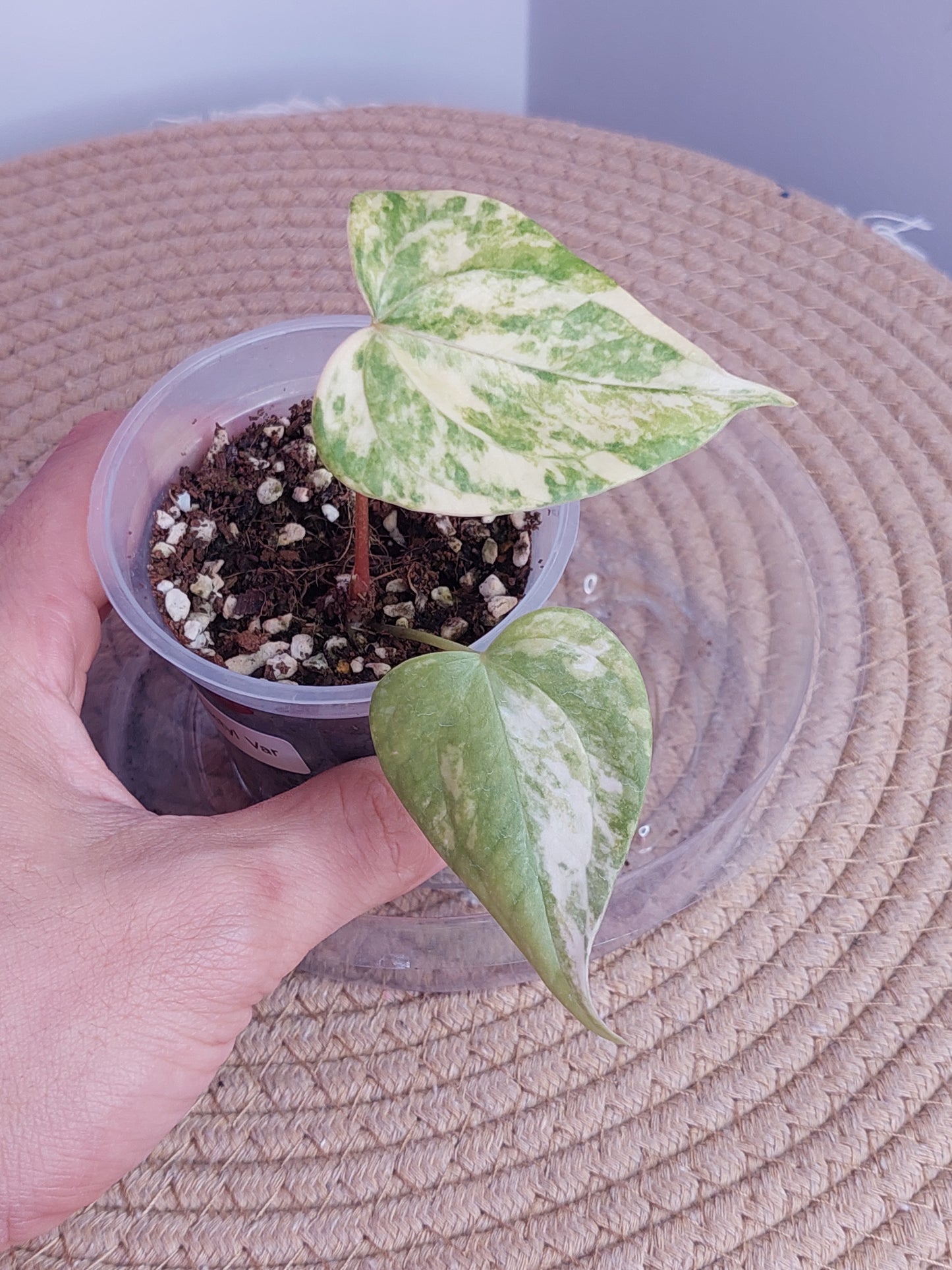 Anthurium Pterodactyl Variegated 2