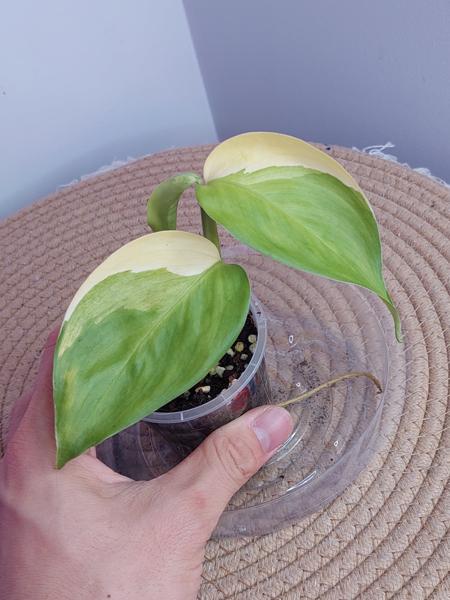 Scindapsus Perakensis Neon 1