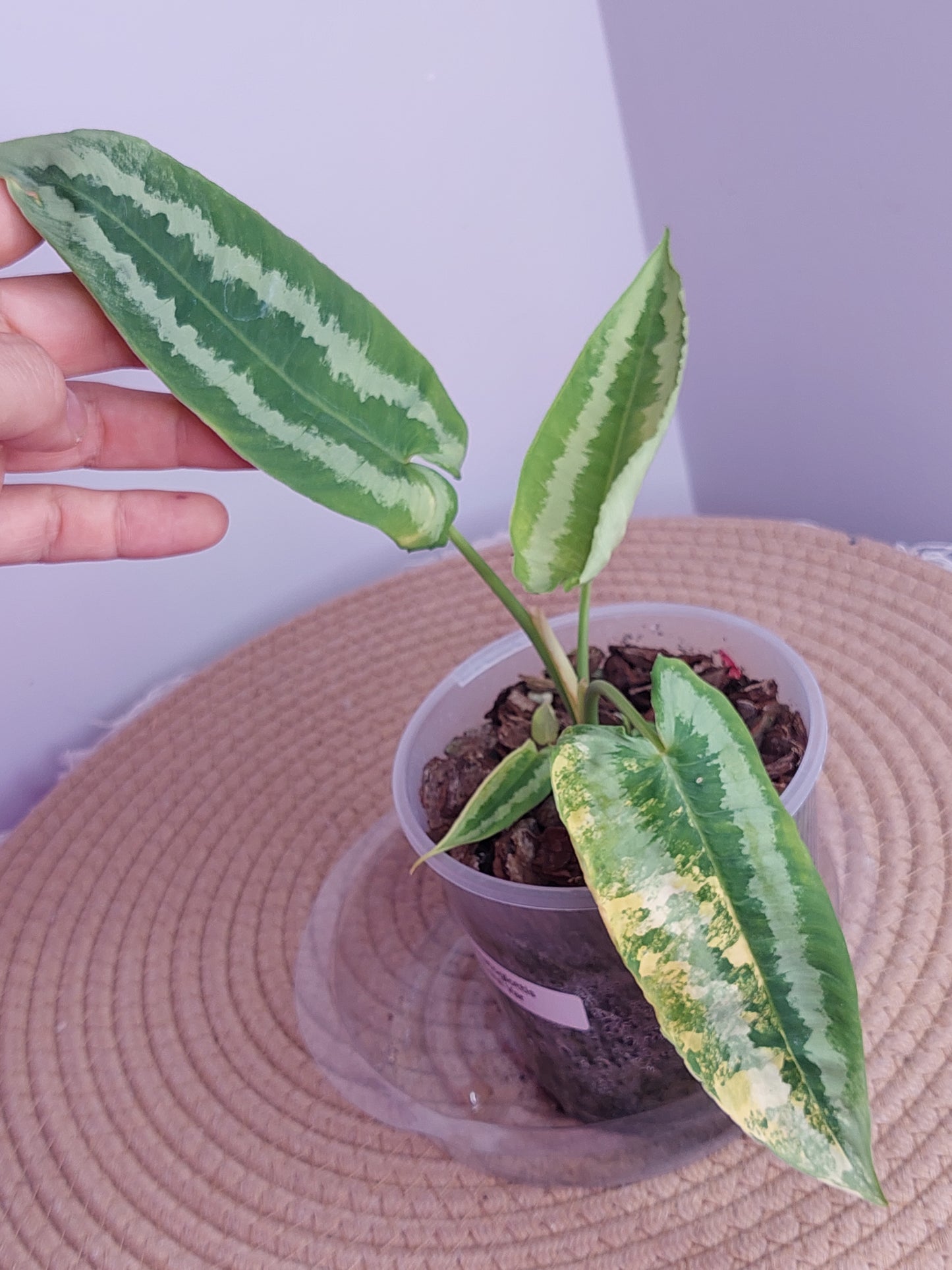 Schismatoglottis Wallichii Variegated 1