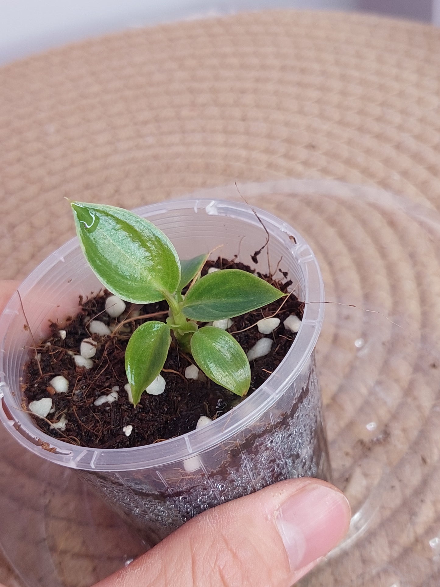 Philodendron Spiritus Sancti 1