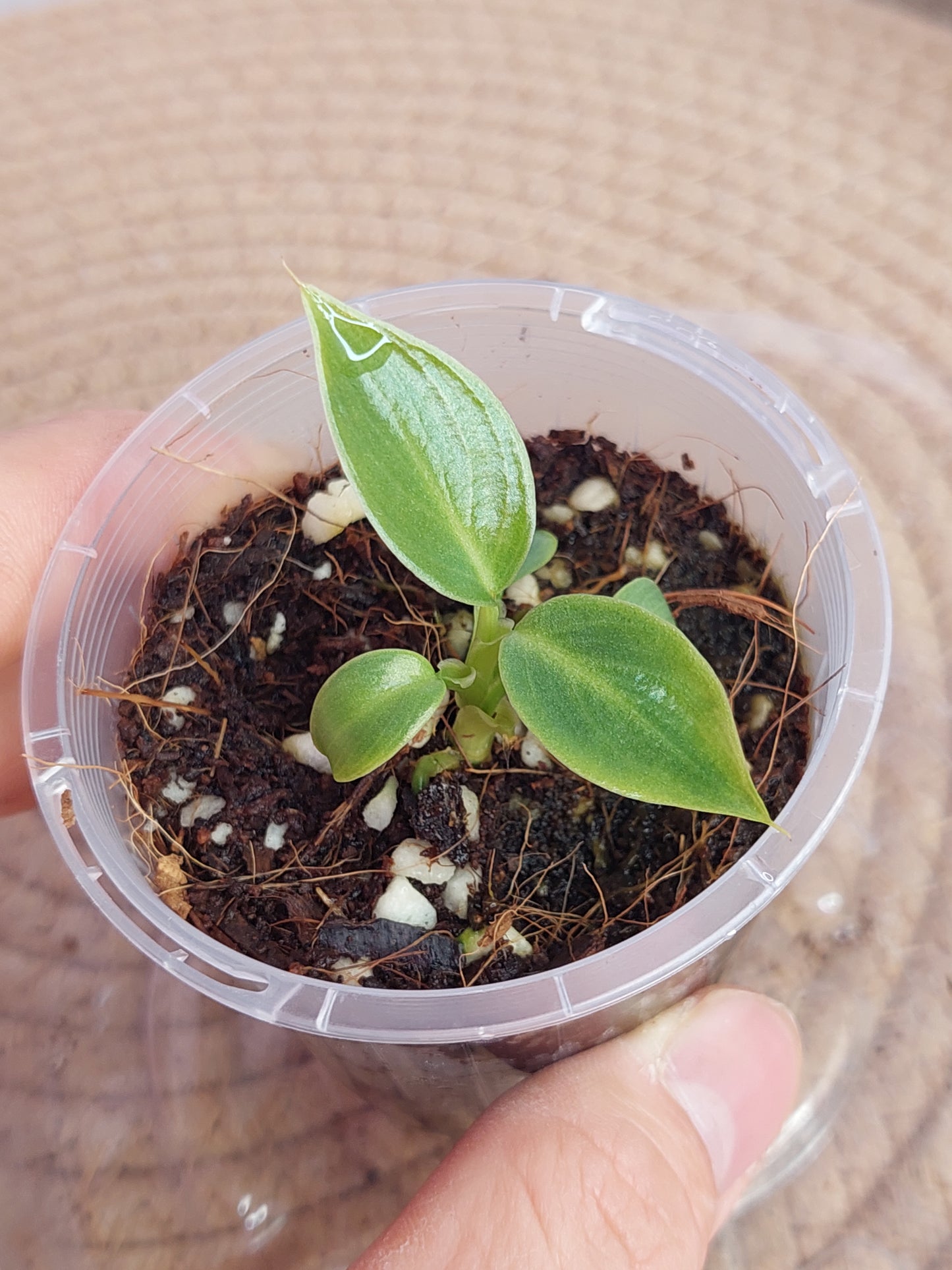 Philodendron Spiritus Sancti 2