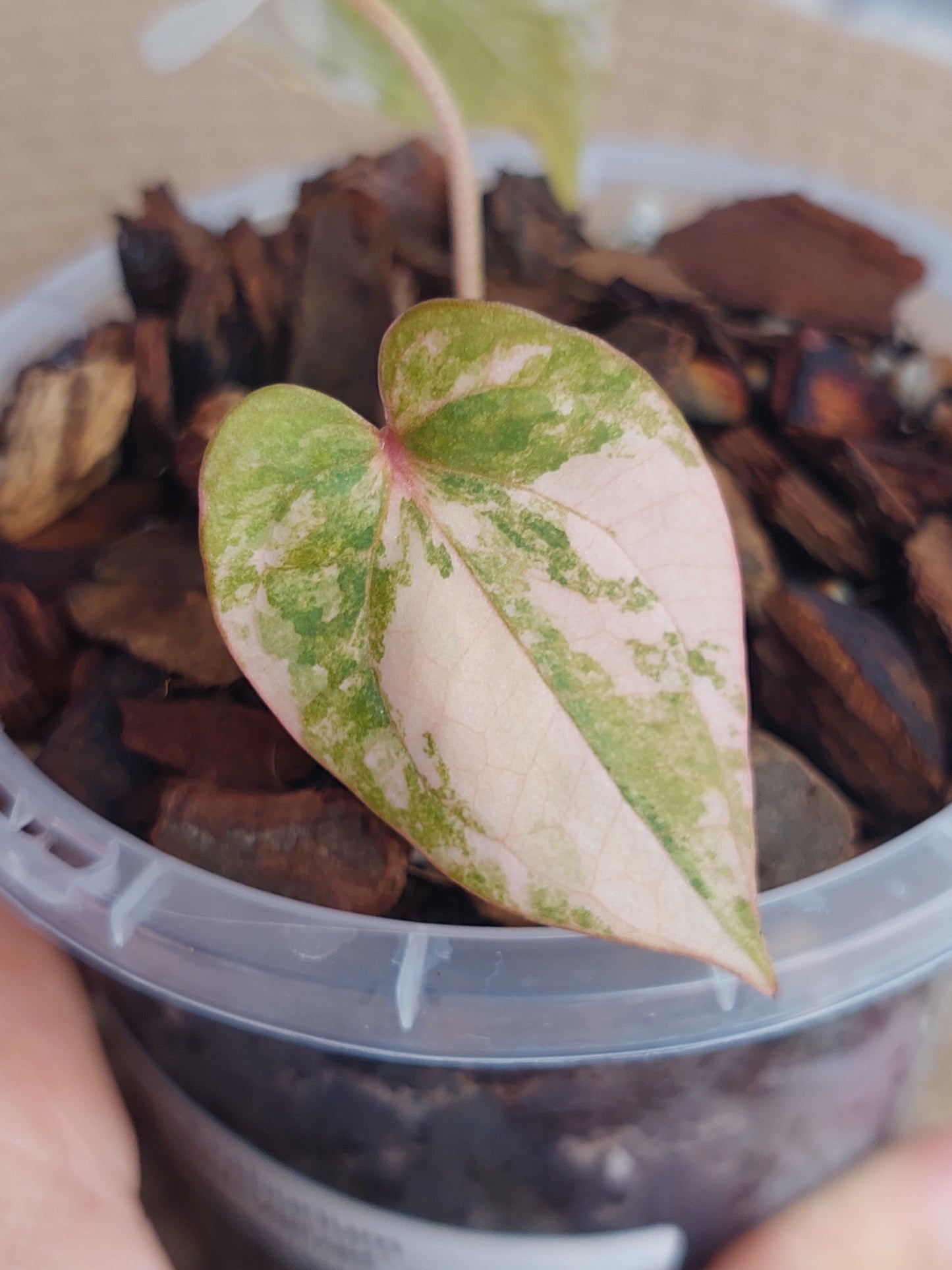Anthurium Green Velvet var X Dress