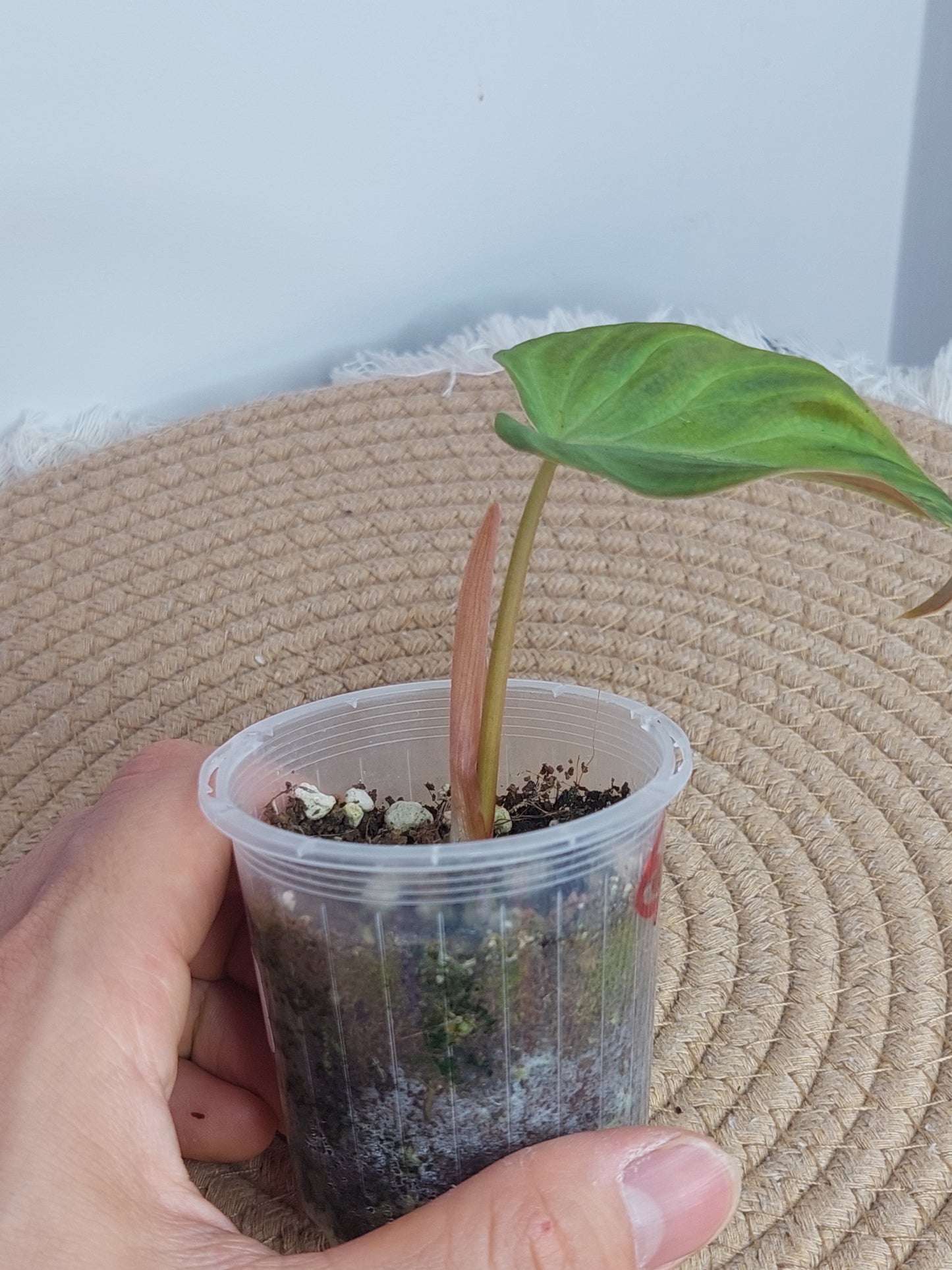 Philodendron Verrucosum Variegated - 1