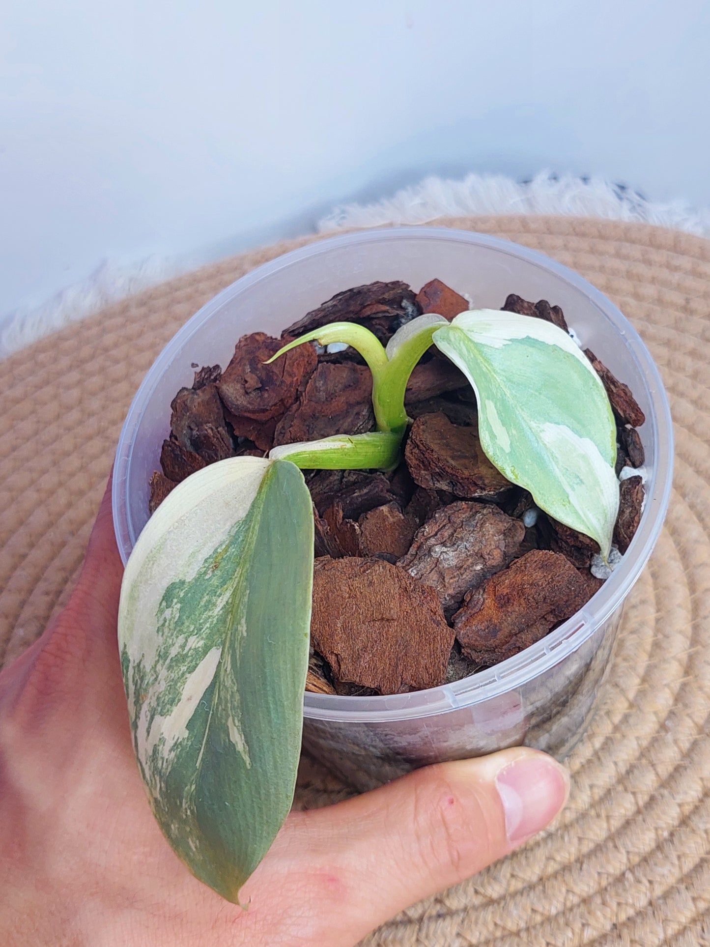 Philodendron Silver Sword Variegated - 1