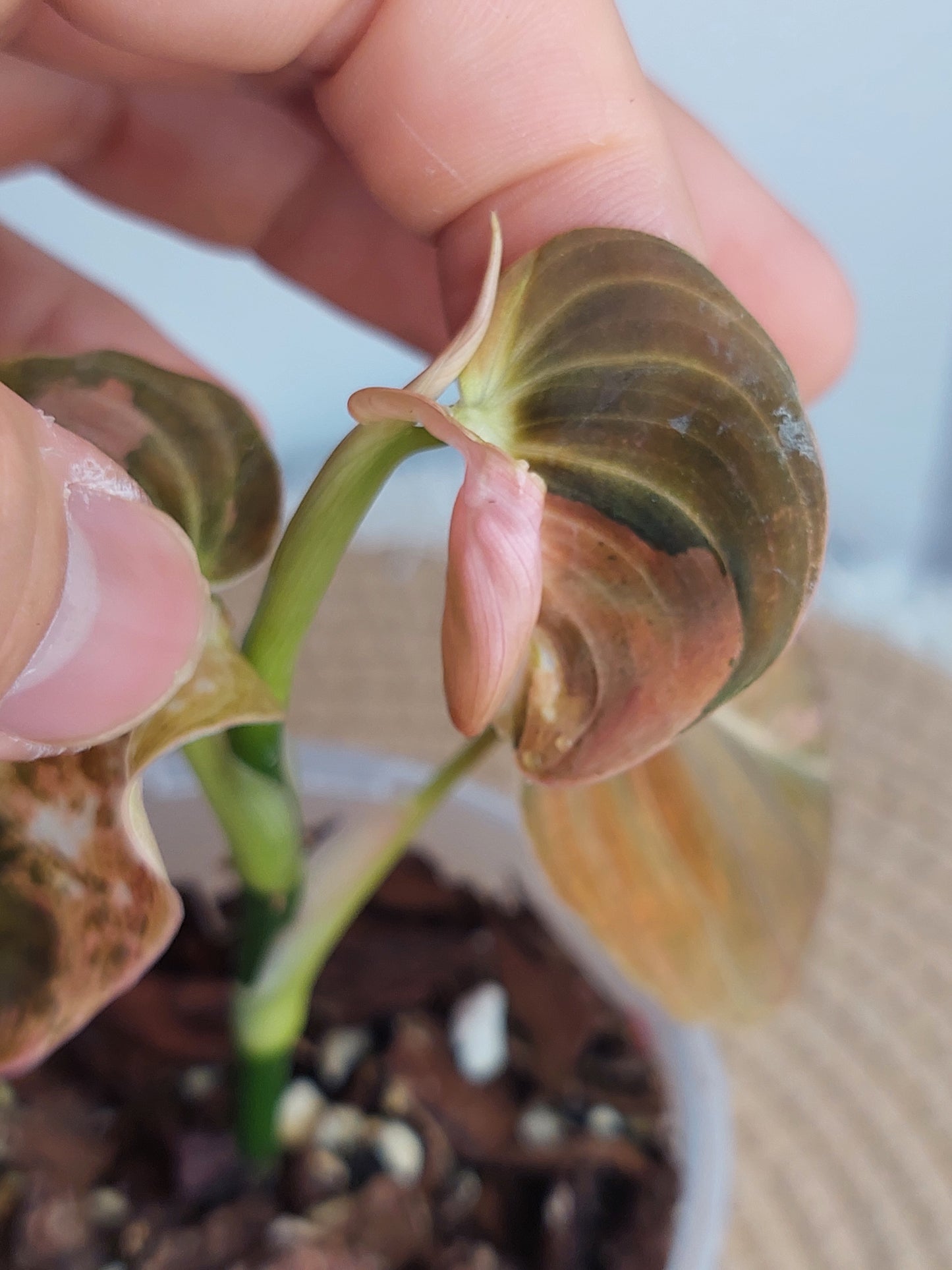 Philodendron Melanochrysum Variegated - 1