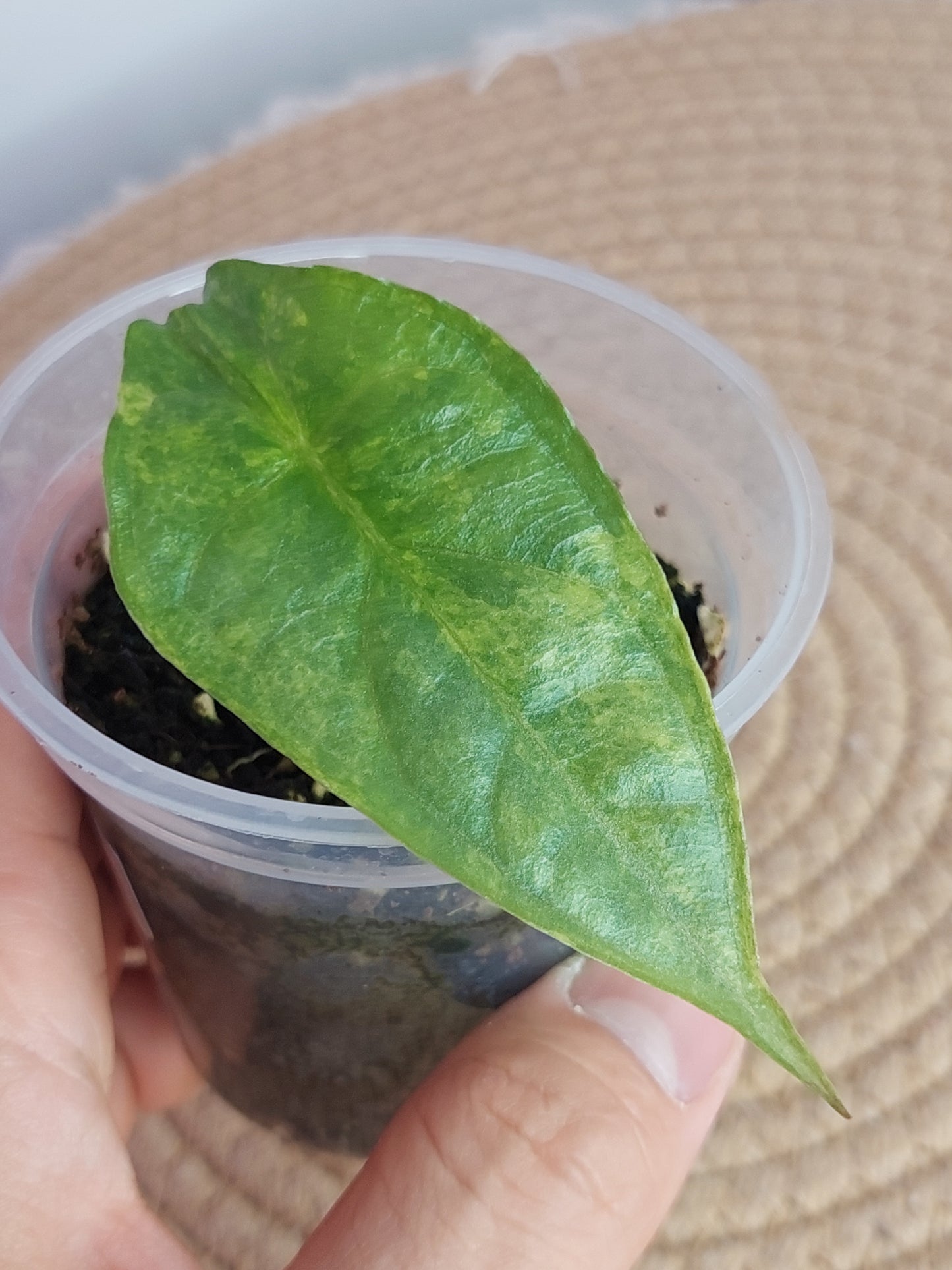 Alocasia Dragon Breath Variegated #1