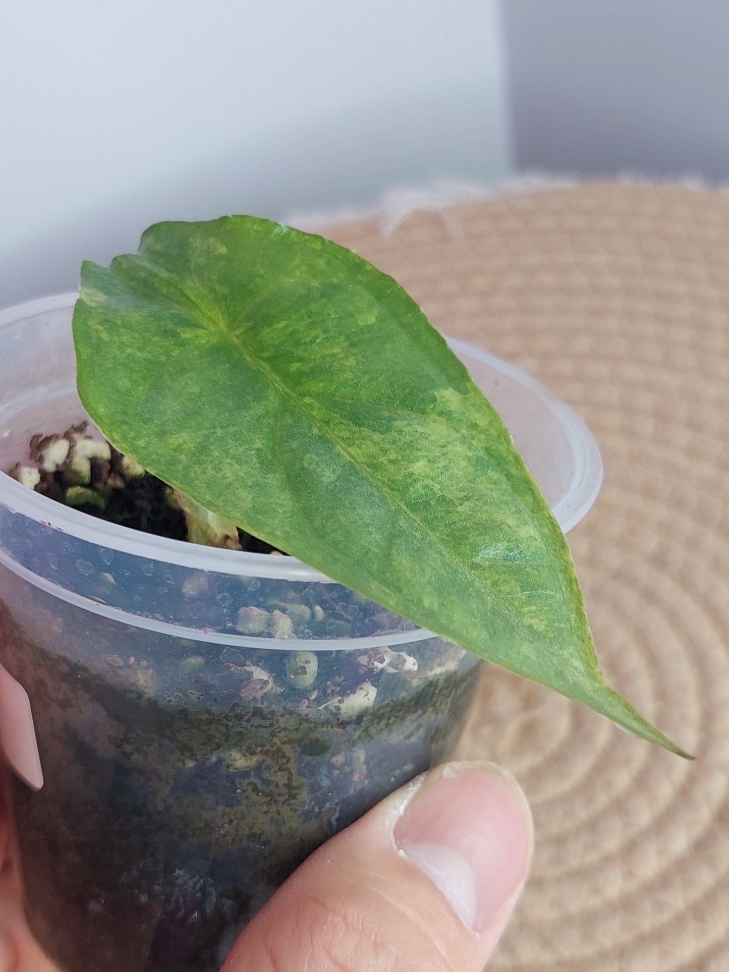 Alocasia Dragon Breath Variegated #1