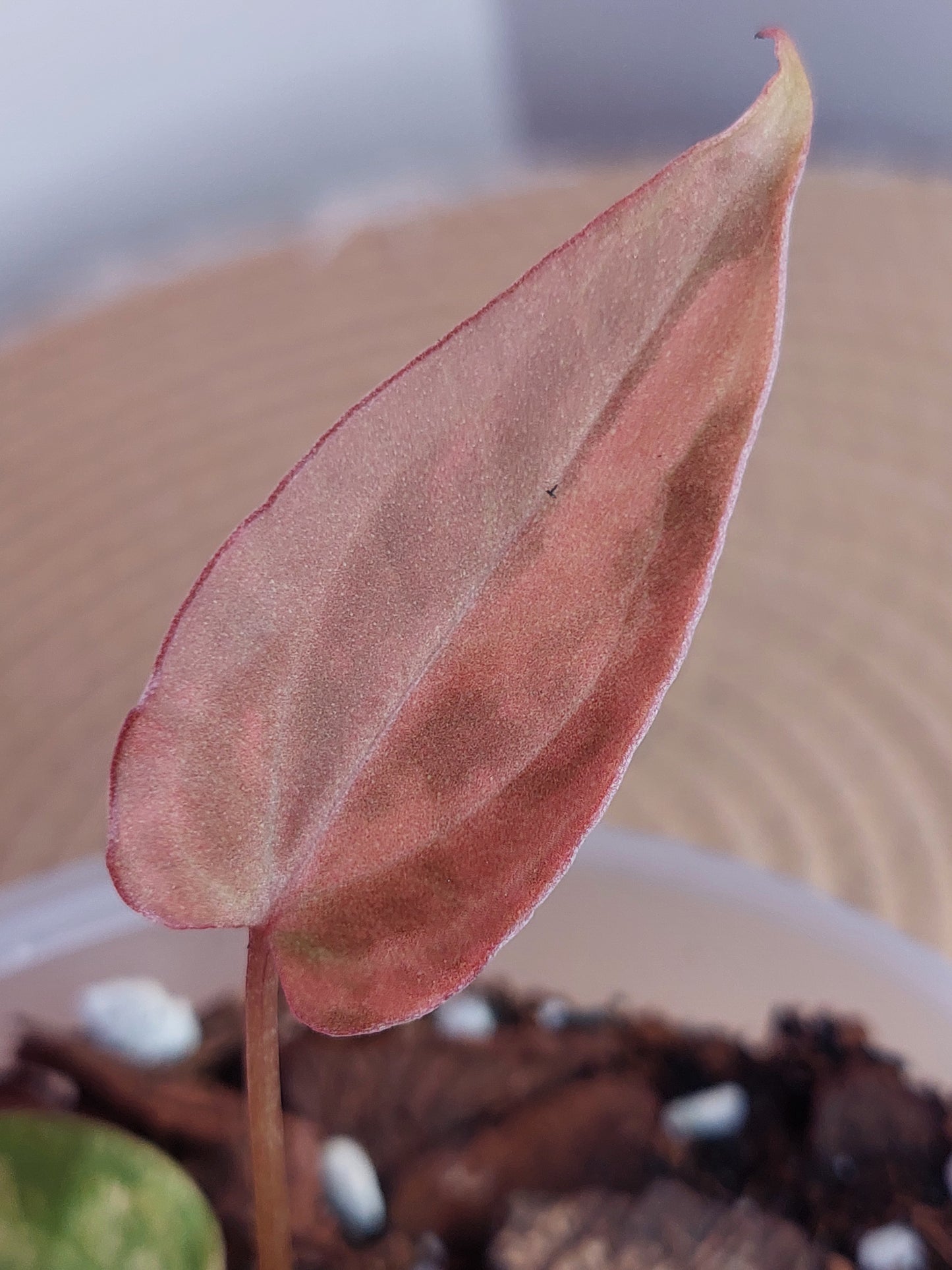 Anthurium Kallos Variegated(Var Papi x Papi) #A