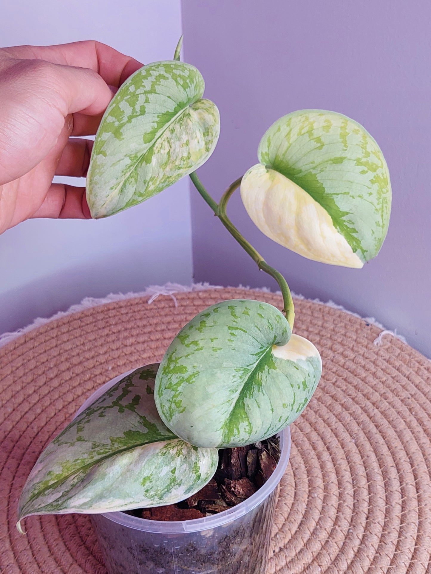 Scindapsus Exotica Variegated #A