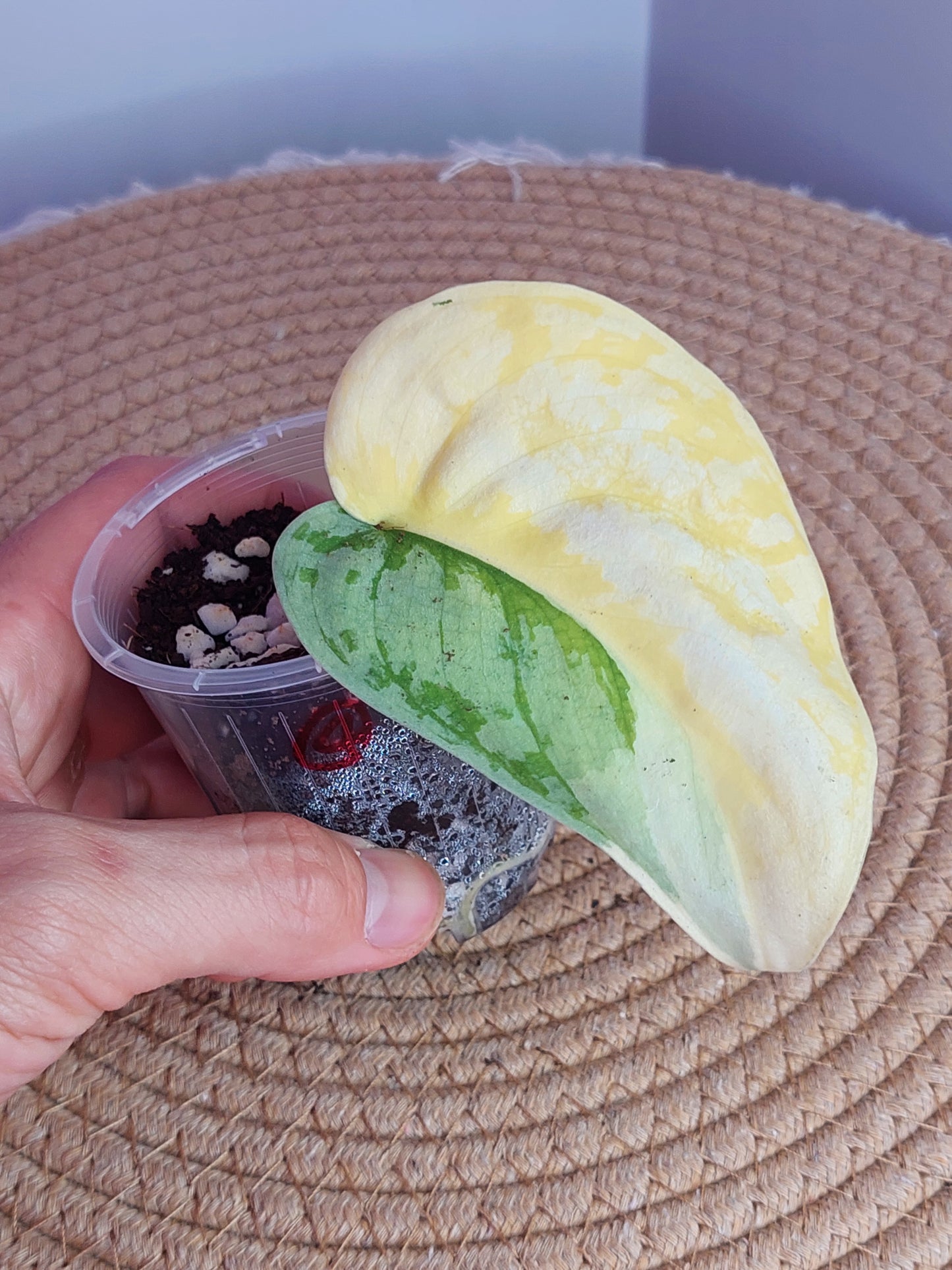 Scindapsus Exotica Variegated #D