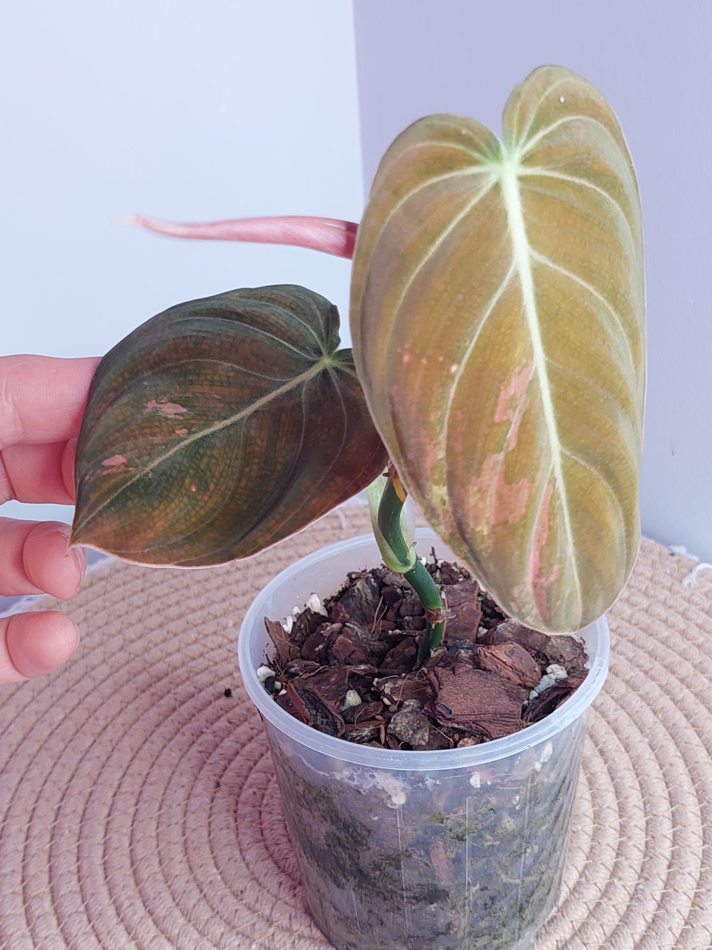 Philodendron Melanochrysum Variegated #A