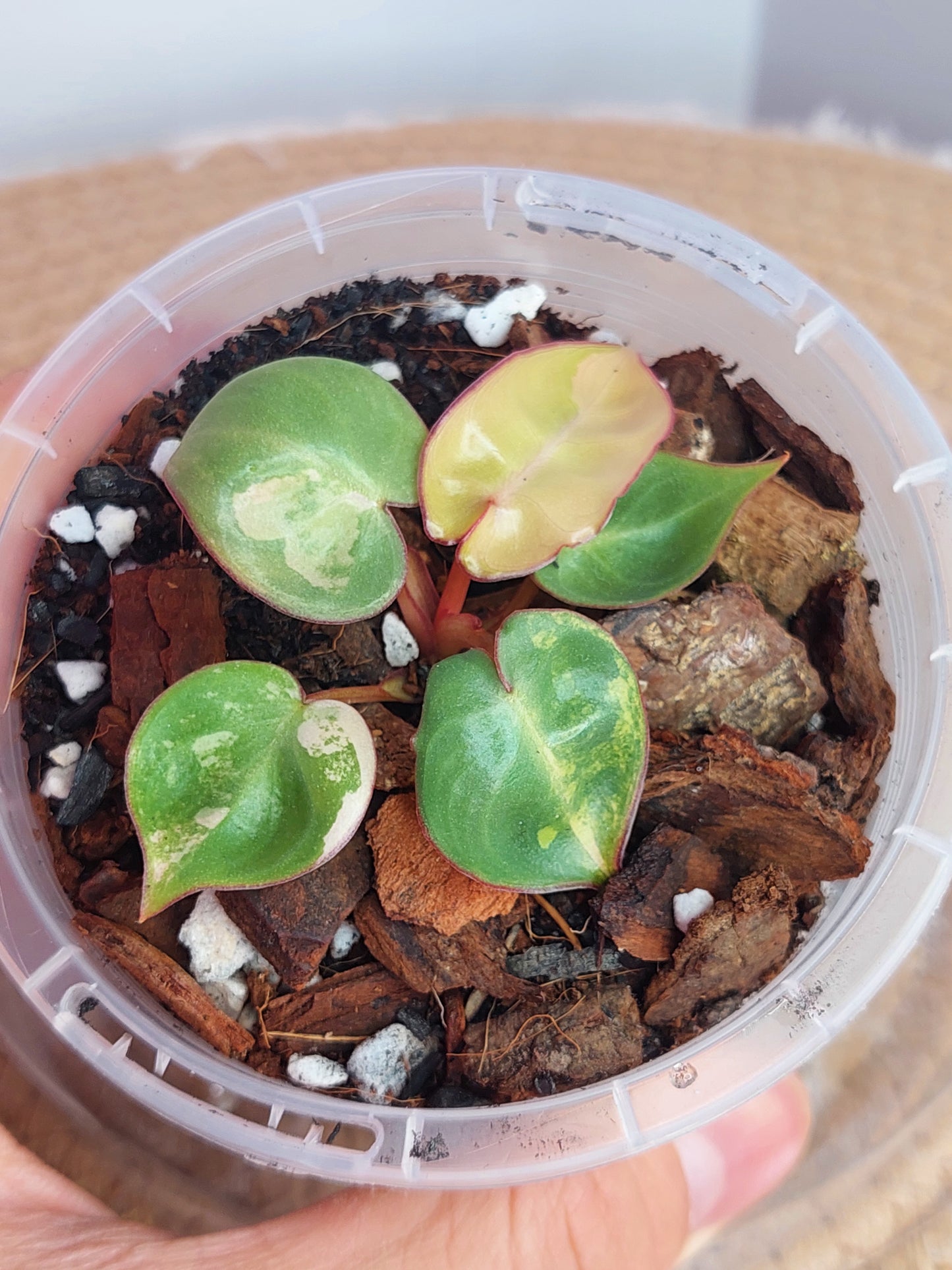 Philodendron Billietiae Variegated(Small) (2)