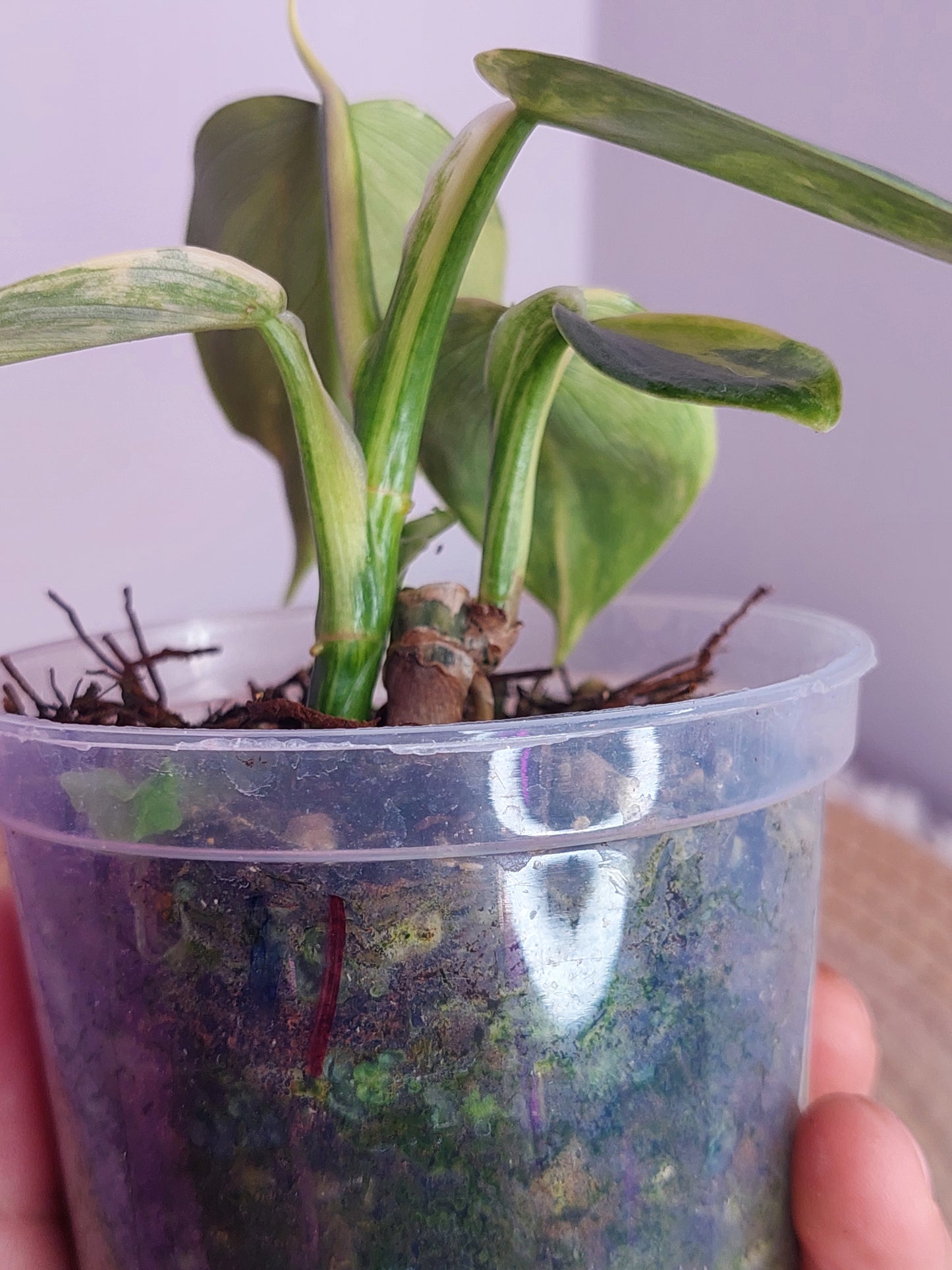 Philodendron Silver Sword Variegated (2 heads) - (1)