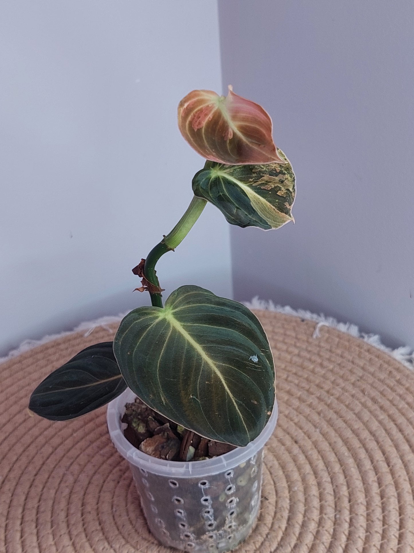 Philodendron Melanochrysum Variegated (1)