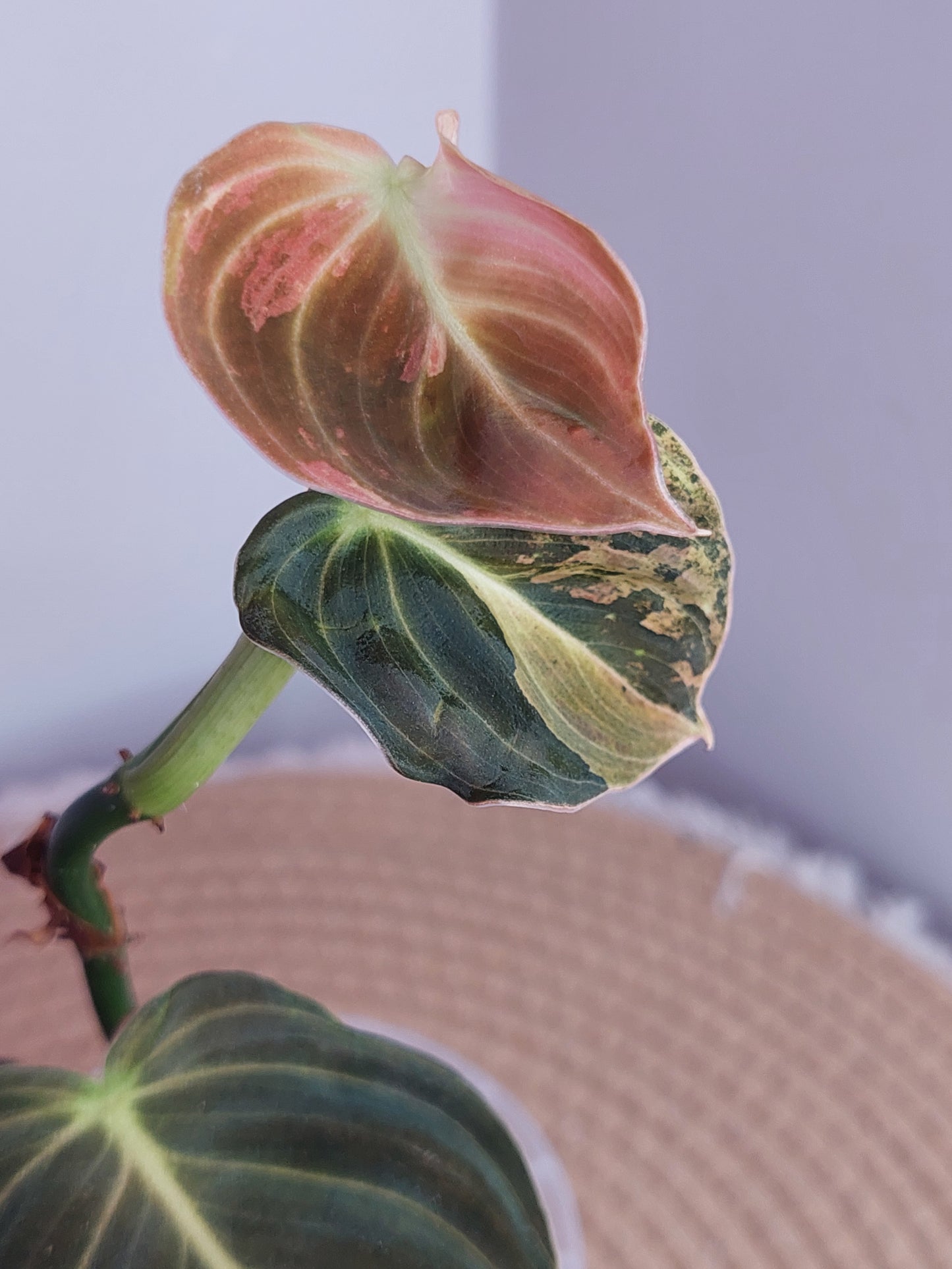 Philodendron Melanochrysum Variegated (1)