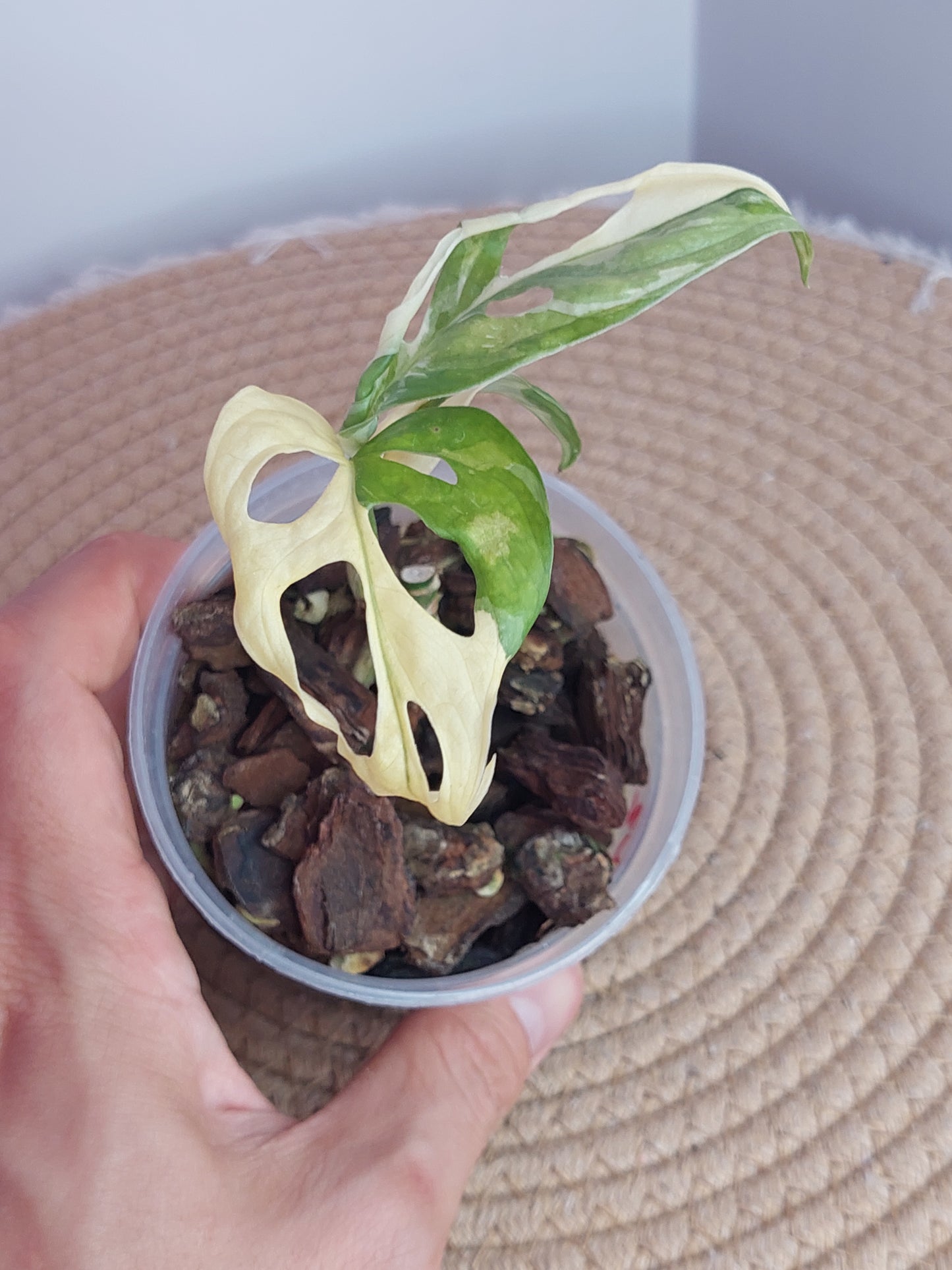 Monstera Monkey Mask Variegated (2)