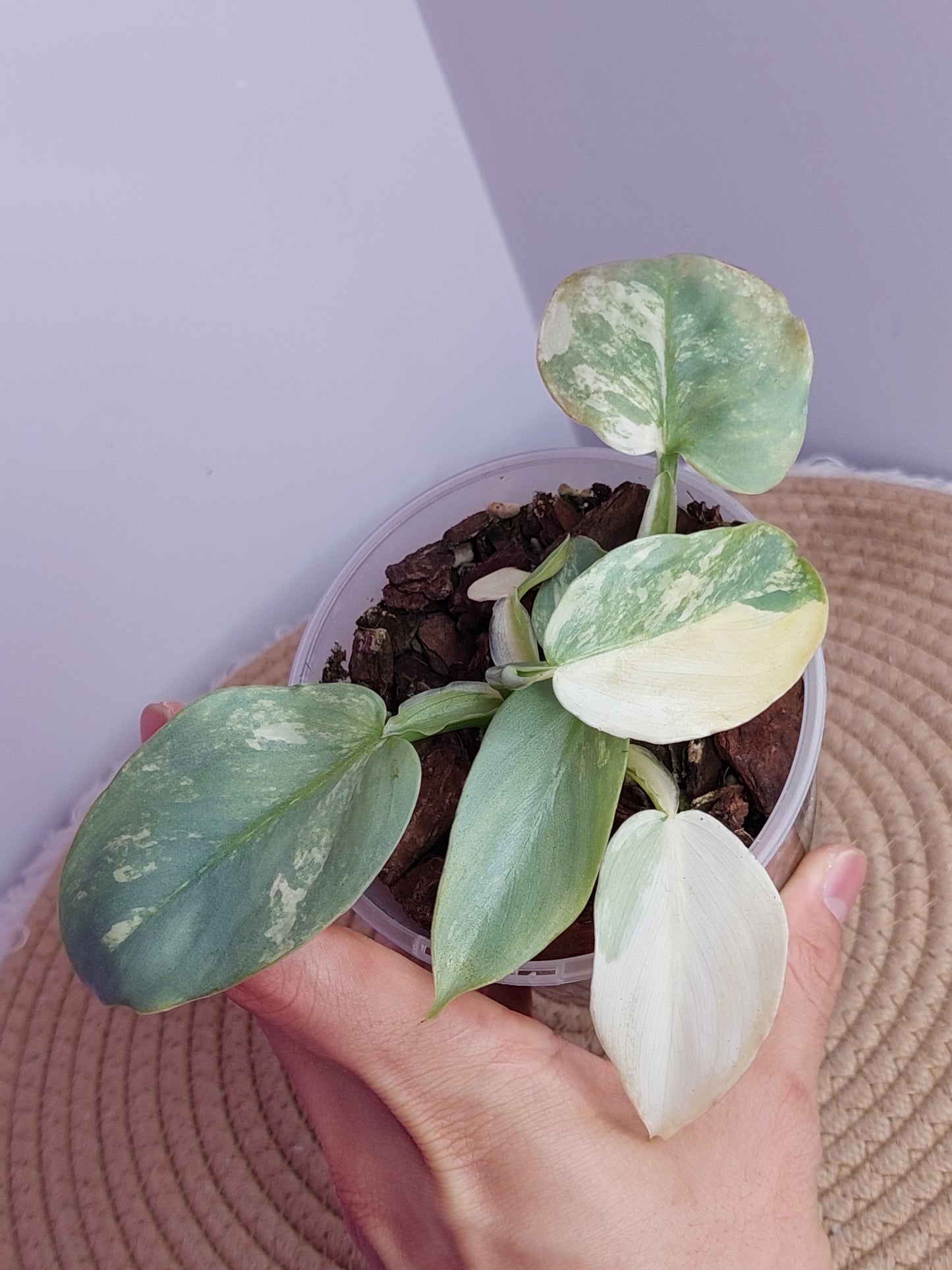 Philodendron Silver Sword Variegated _ 1