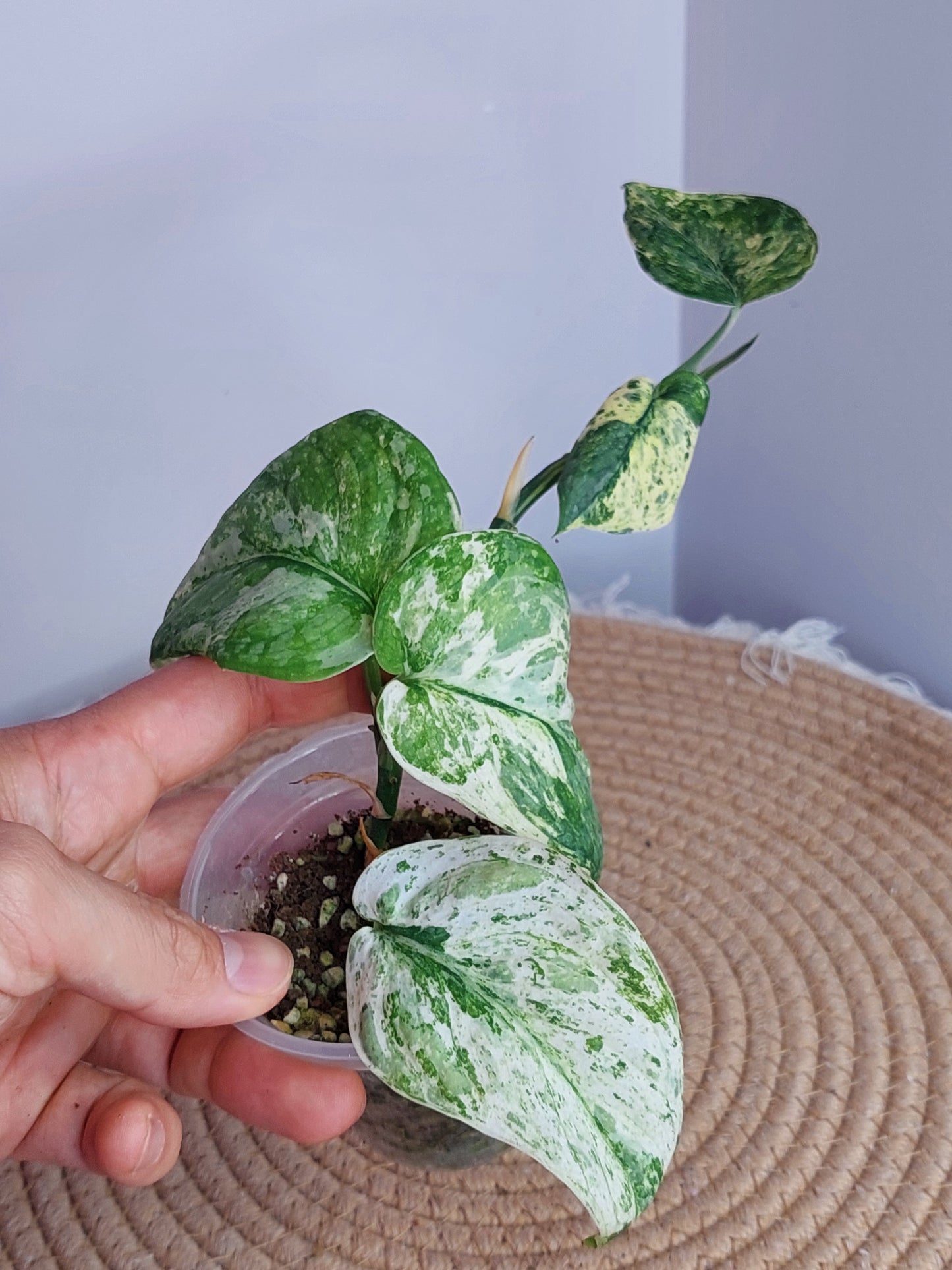 Scindapsus Creme Brulee Variegated _ 1