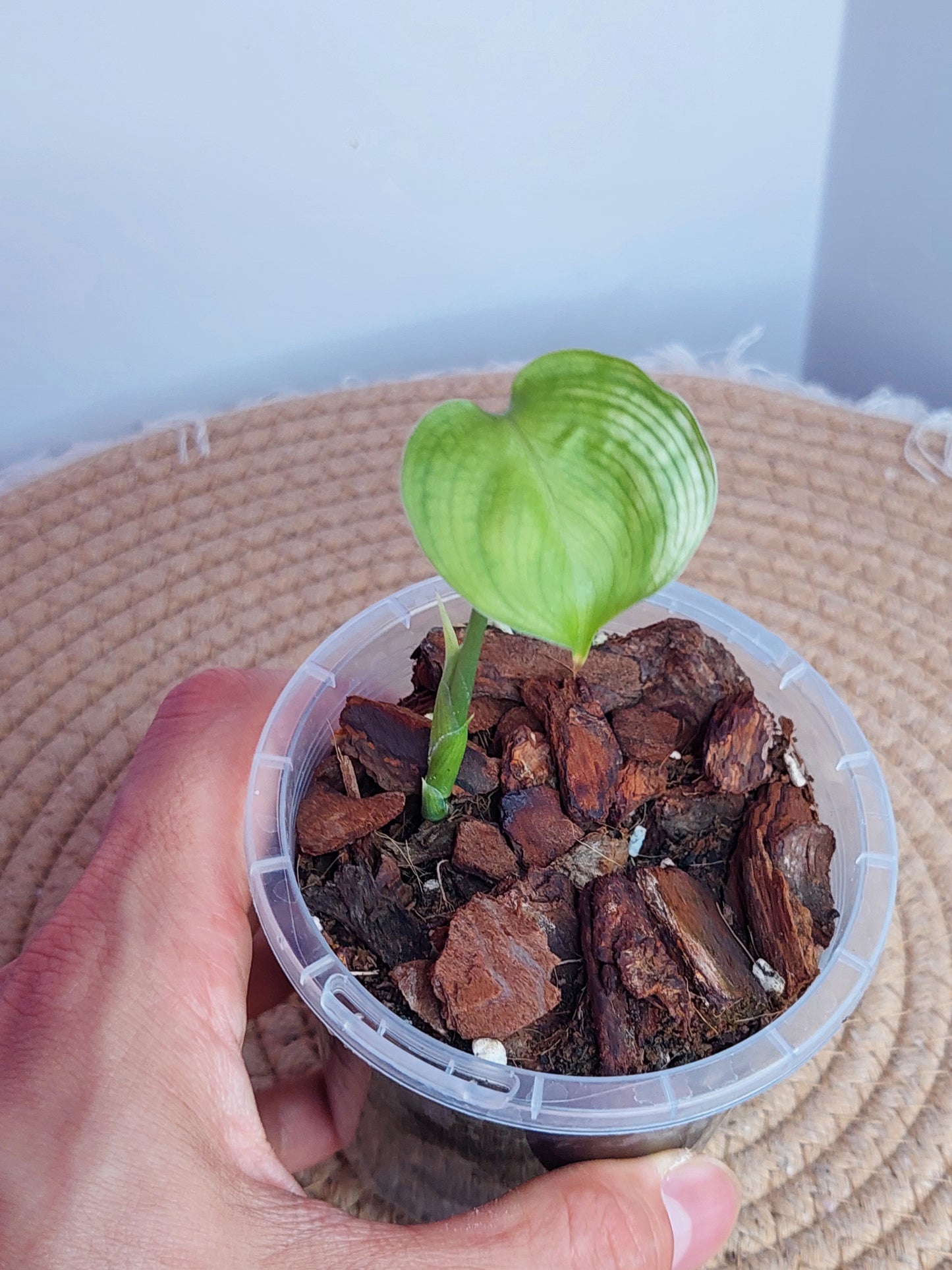 Scindapsus White Monster _ 1