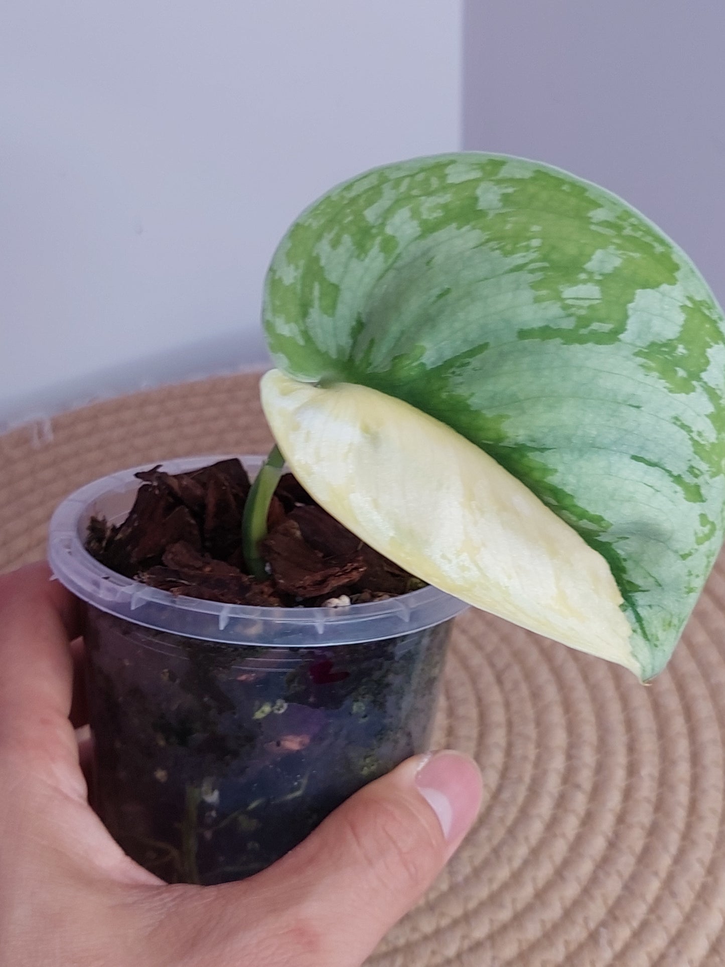 Scindapsus Exotica Variegated _ 2