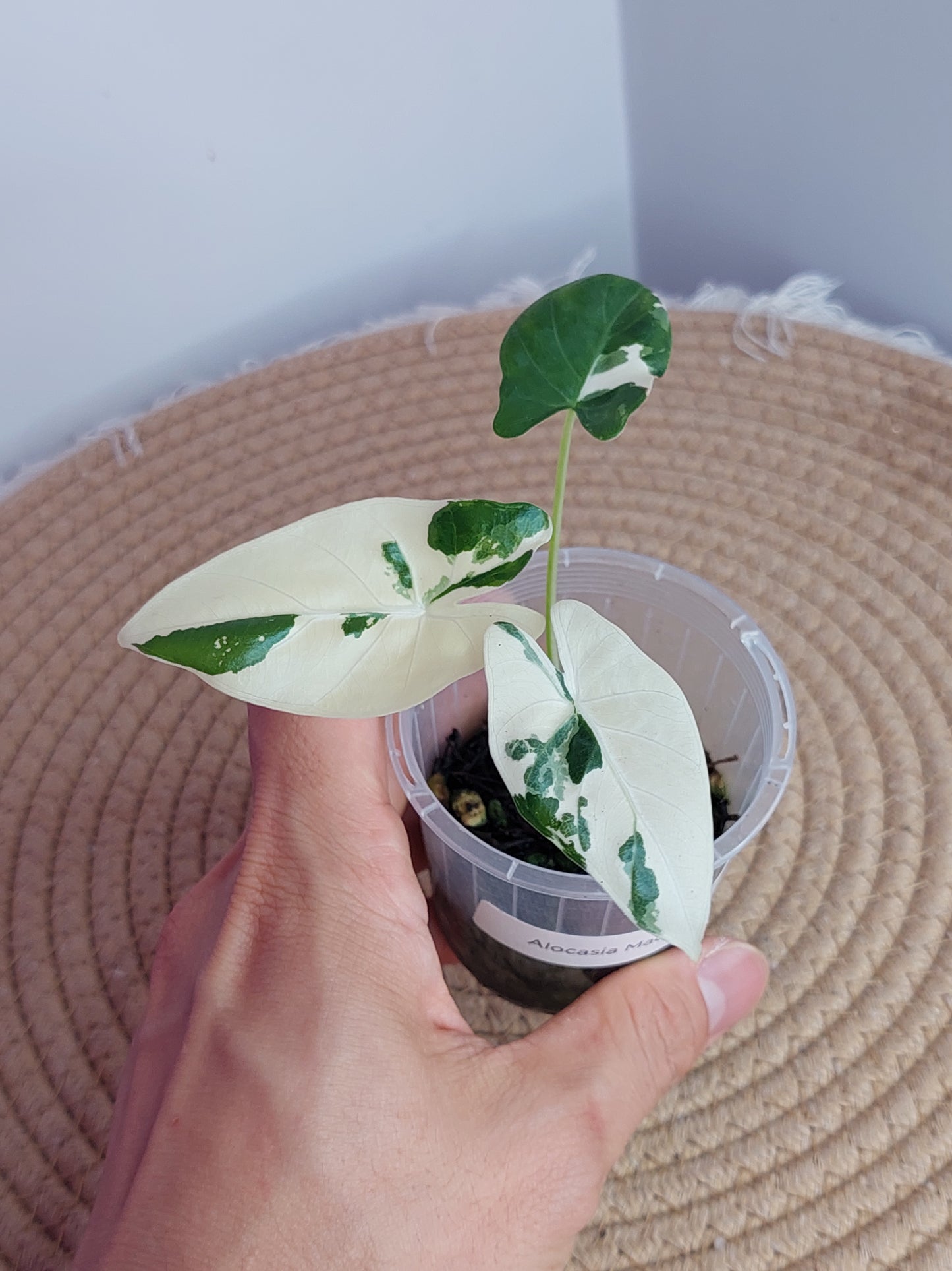 Alocasia Macrorrhiza Variegated _ 1