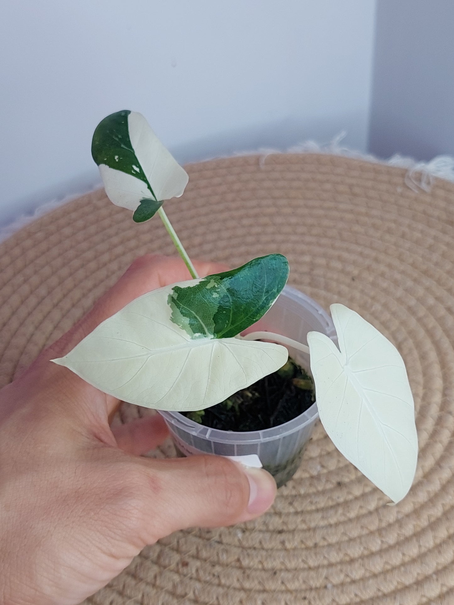 Alocasia Macrorrhiza Variegated _ 2